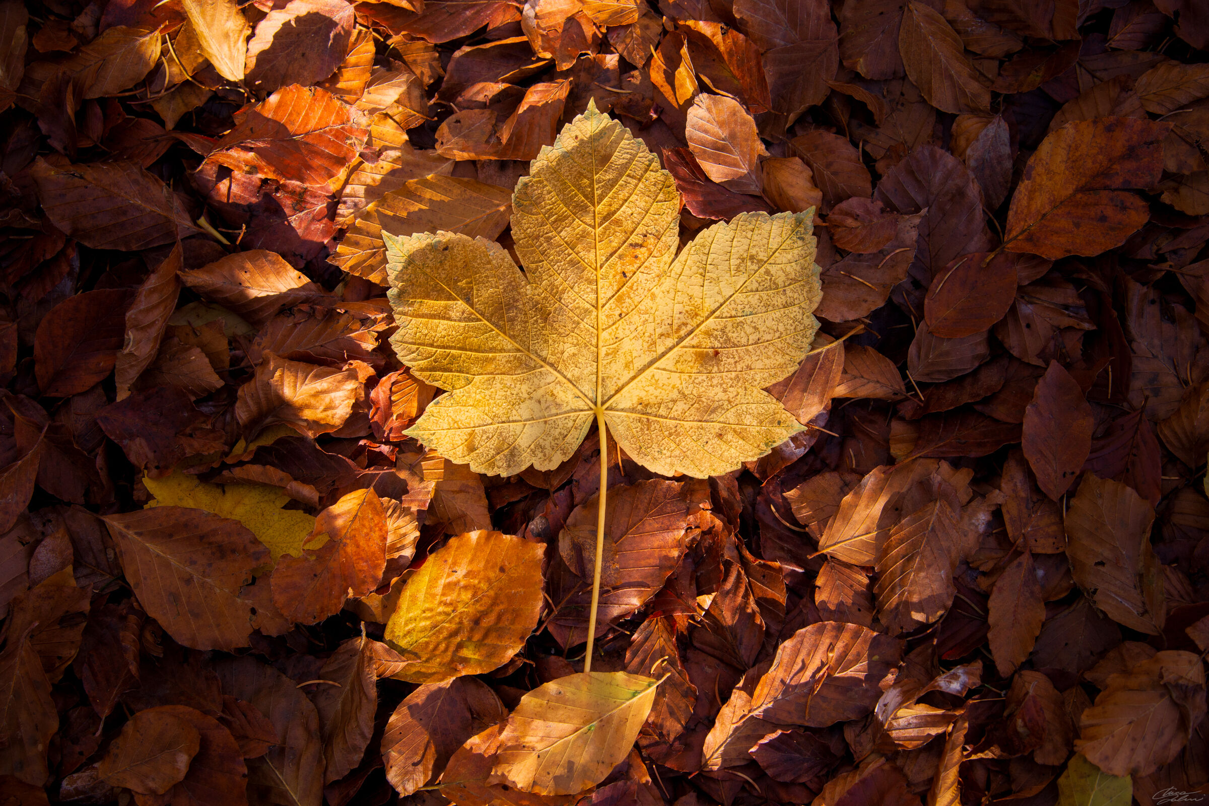 Autumn vibes