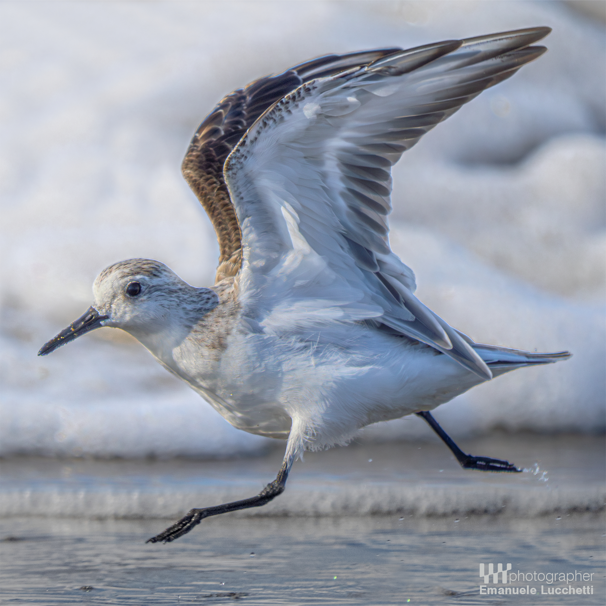 Piovanello tridattilo