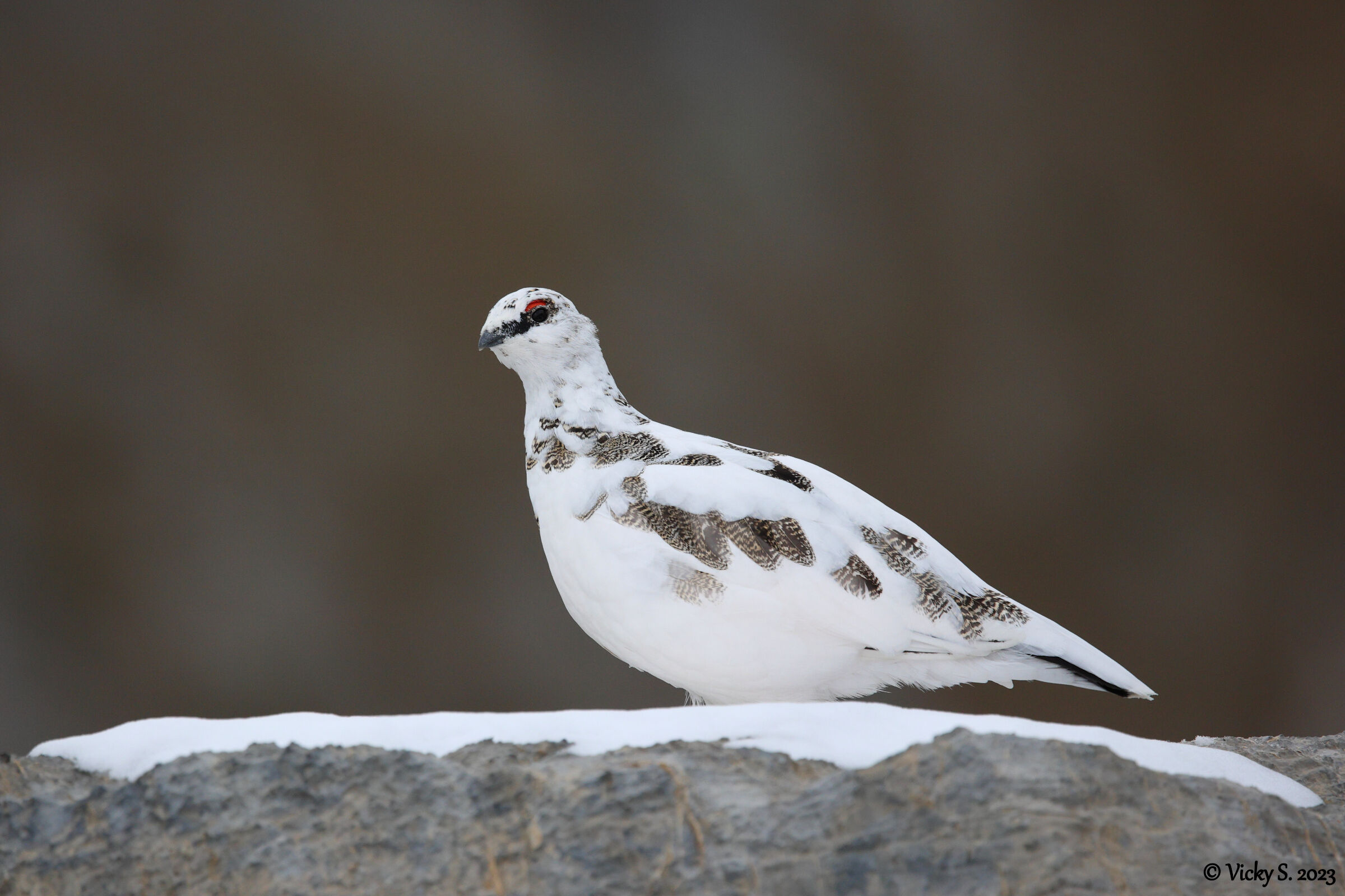 Pernice bianca alpina