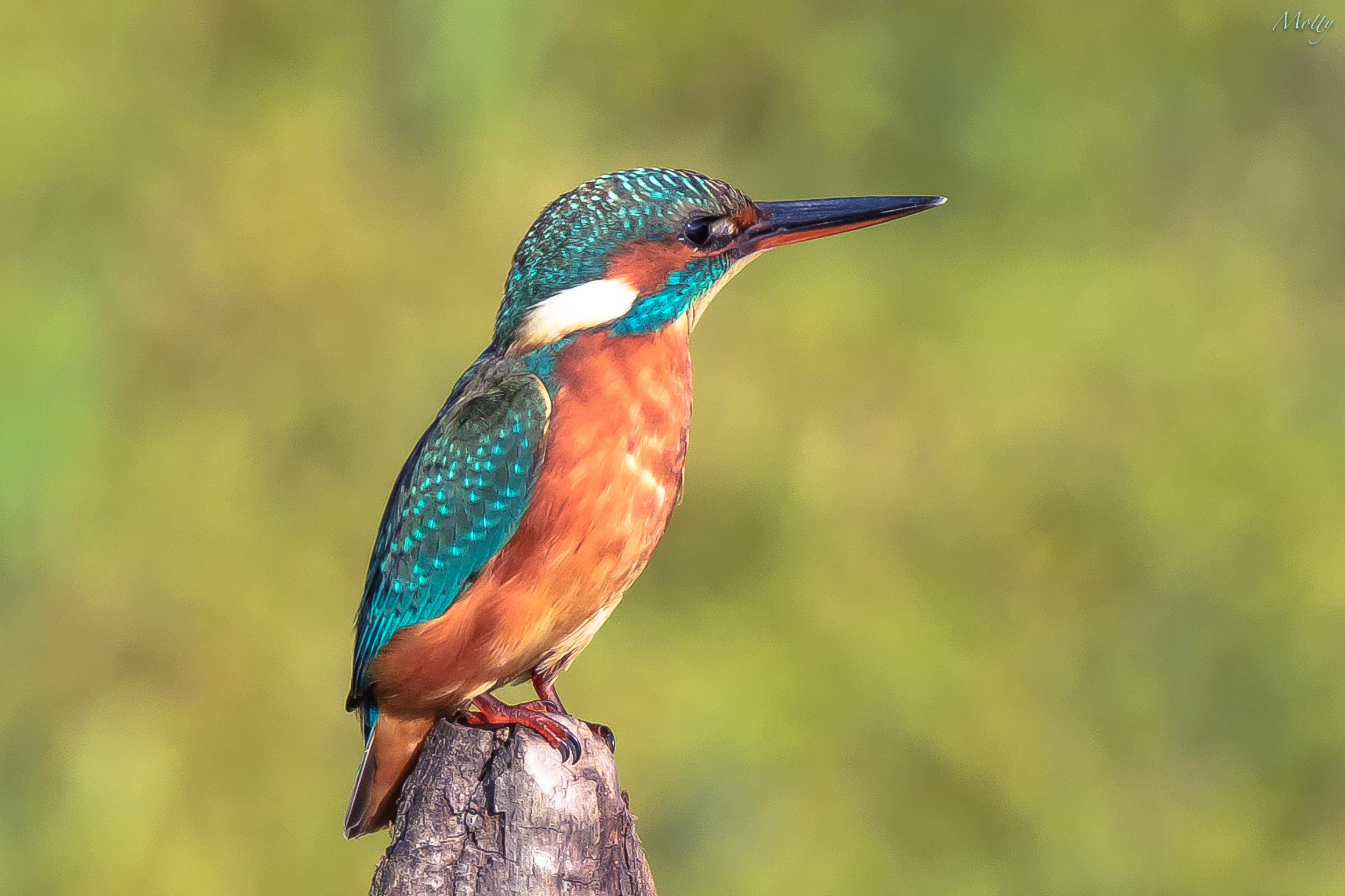 Martin Pescatore in posa