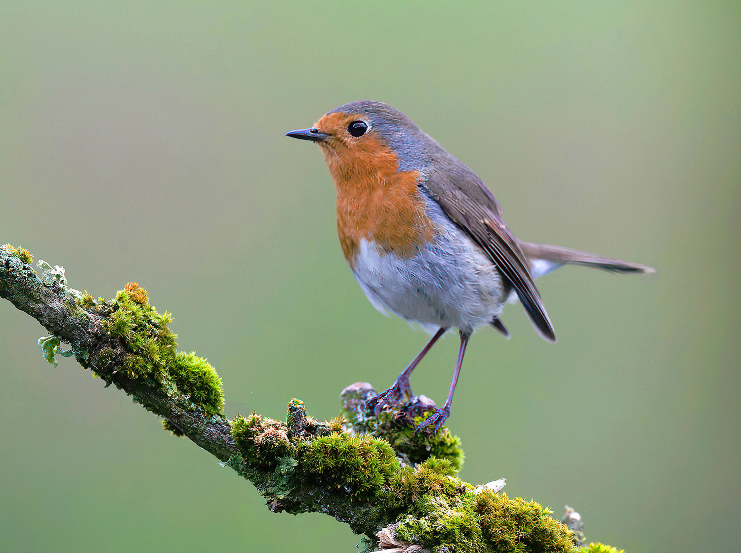 Robin