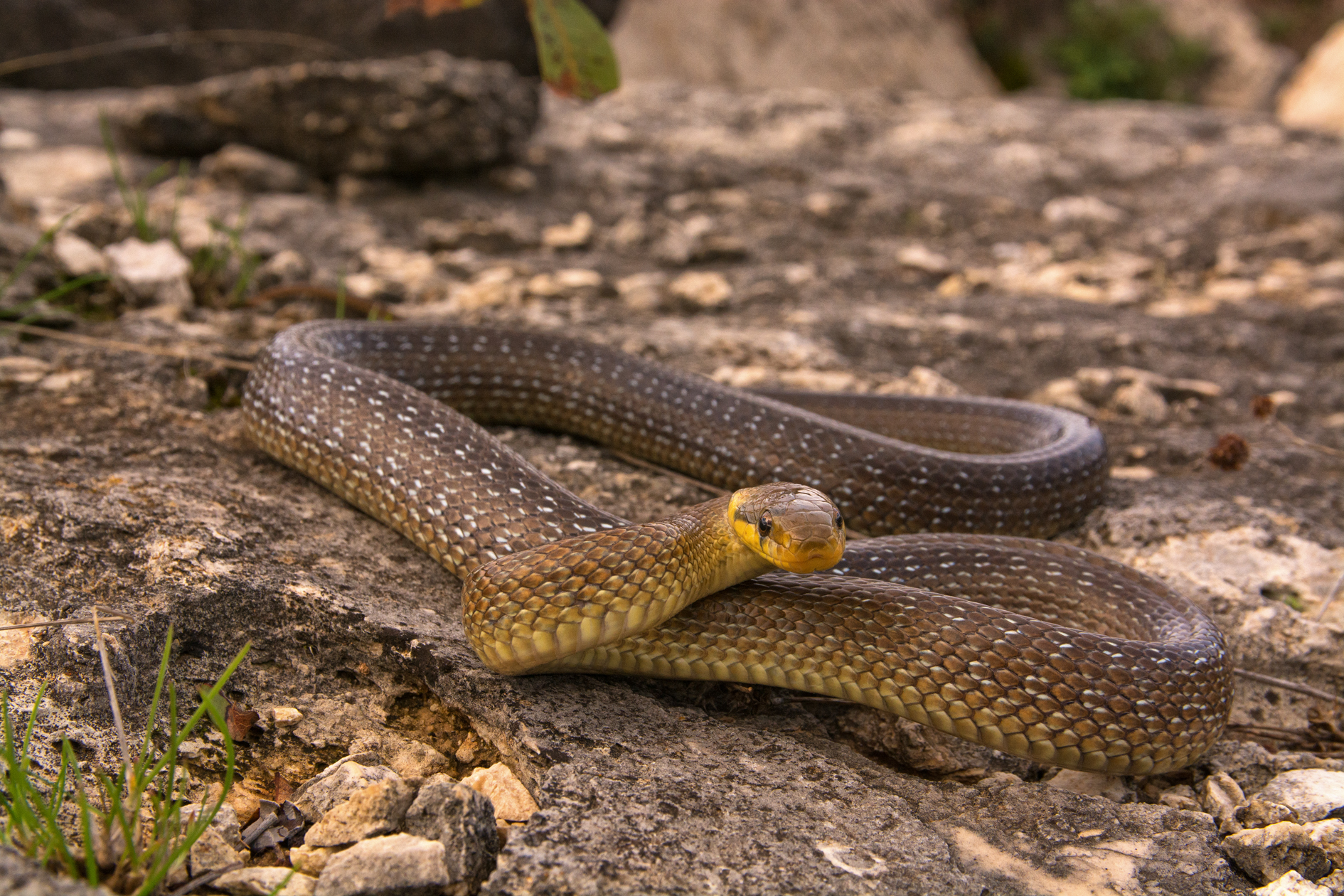 Zamenis longissimus