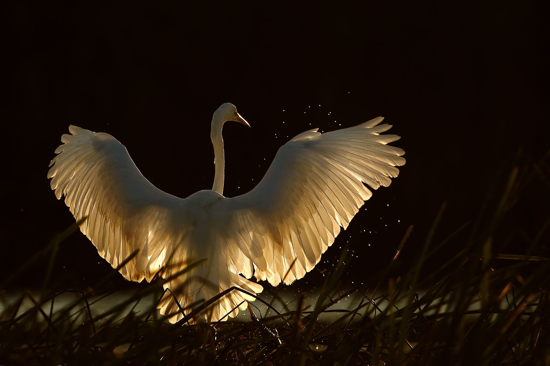 Airone Bianco Maggiore