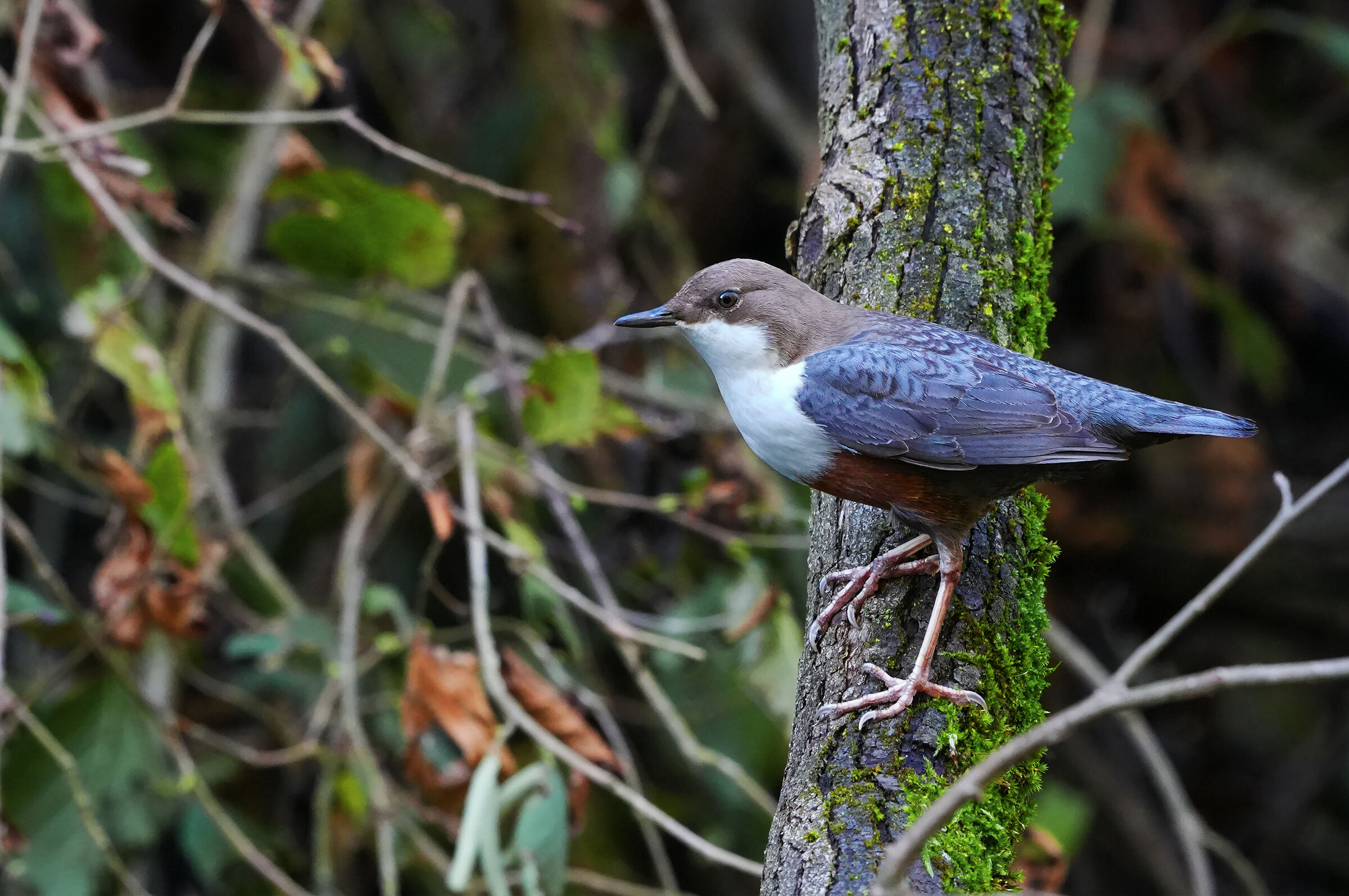 acquaiolo arboricolo