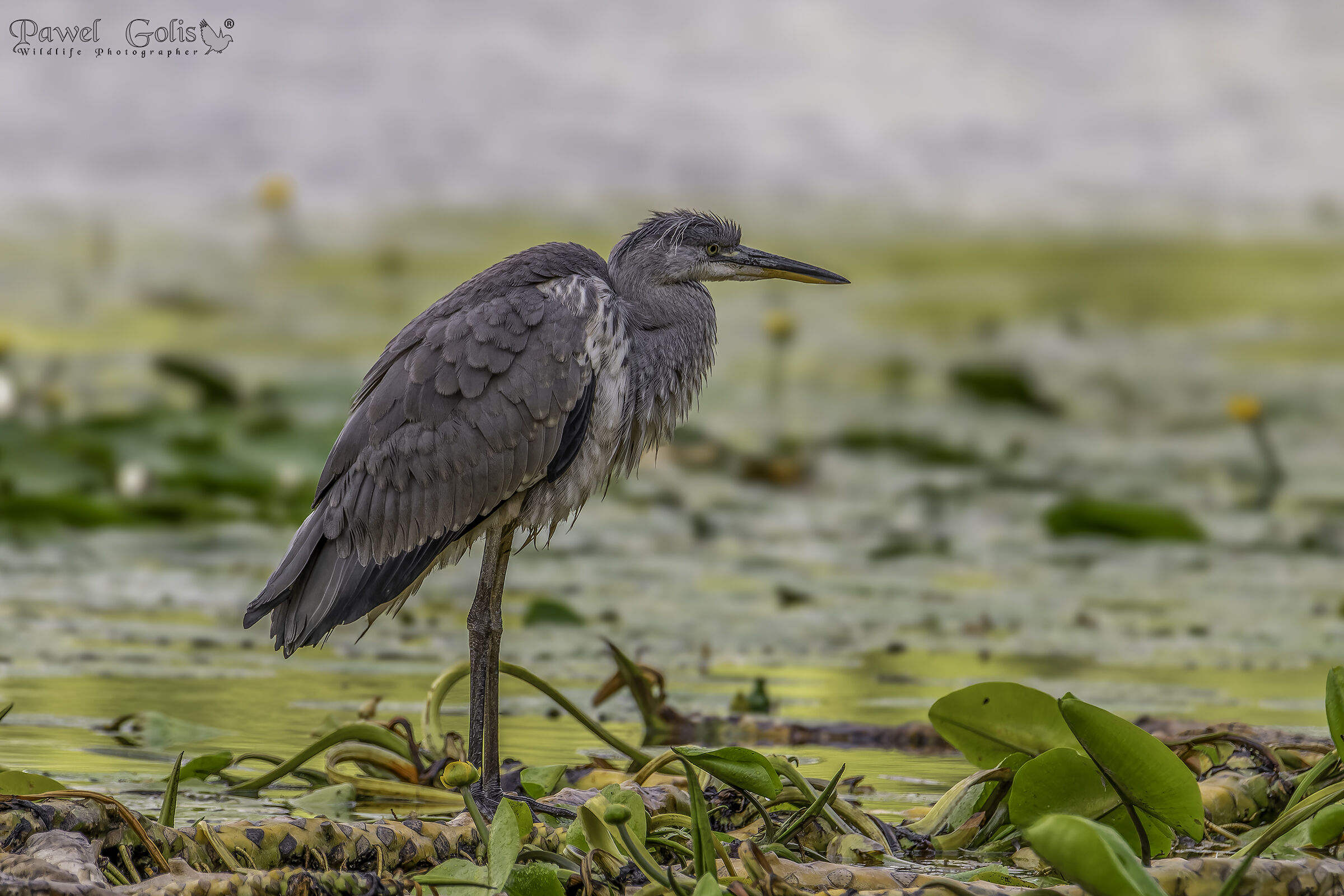 Airone cenerino (Ardea cinerea)