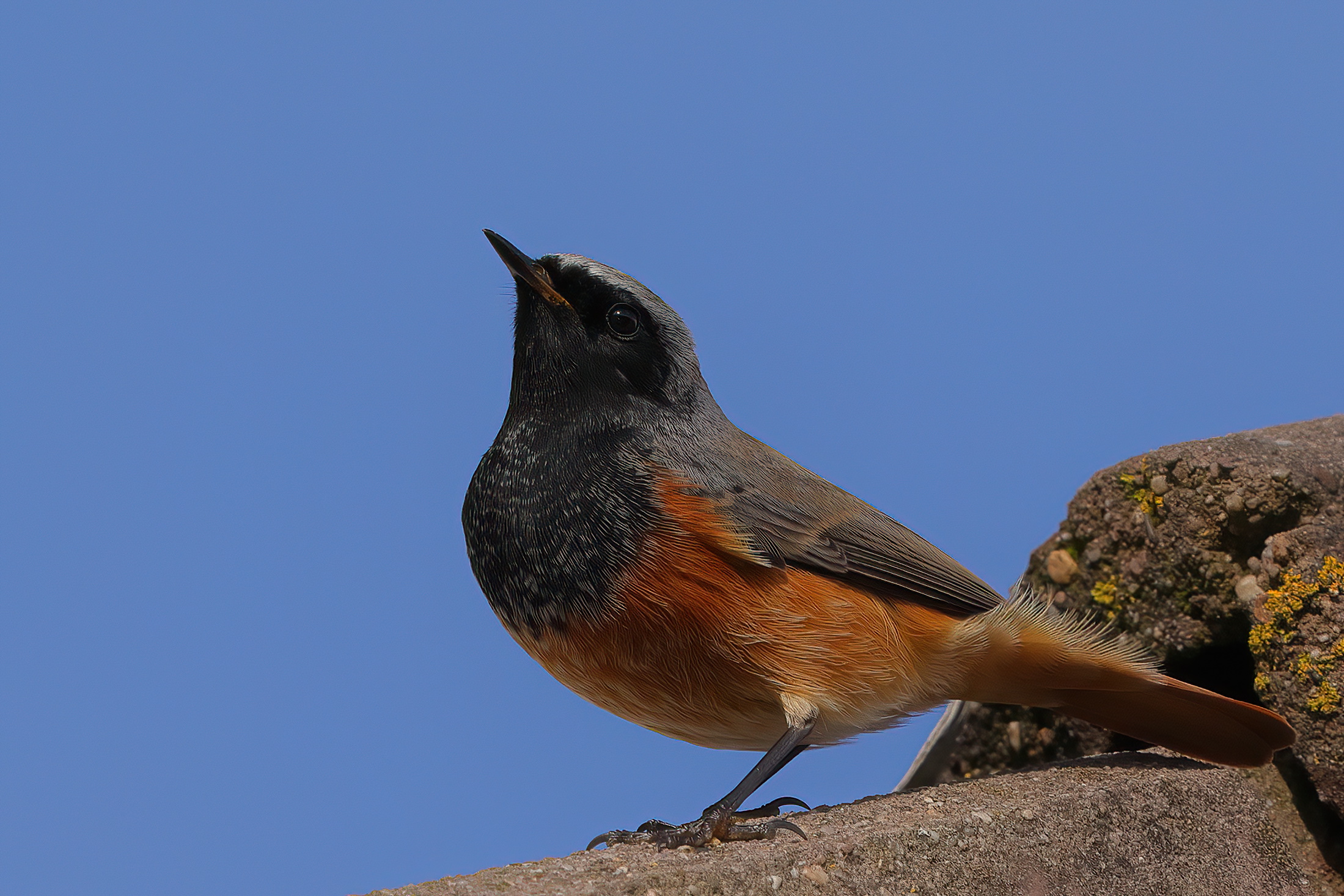 The Chimney Sweep of the Orient