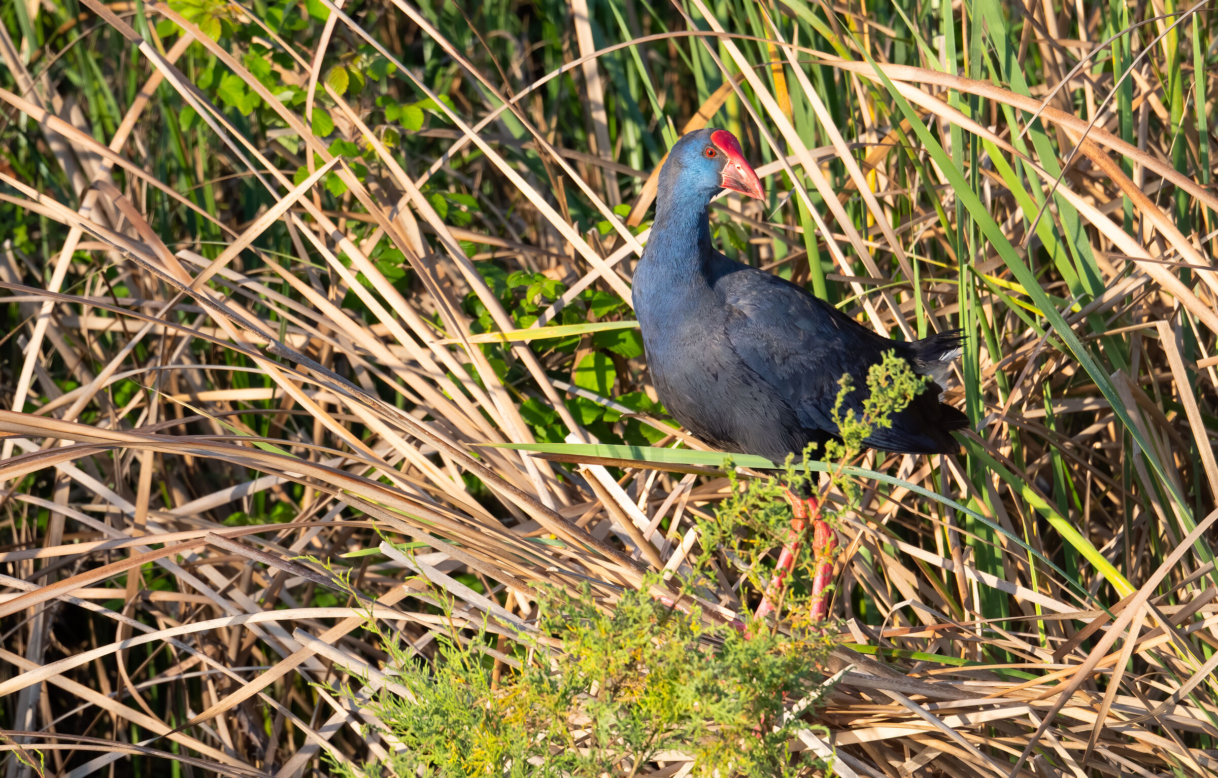 Swamphen