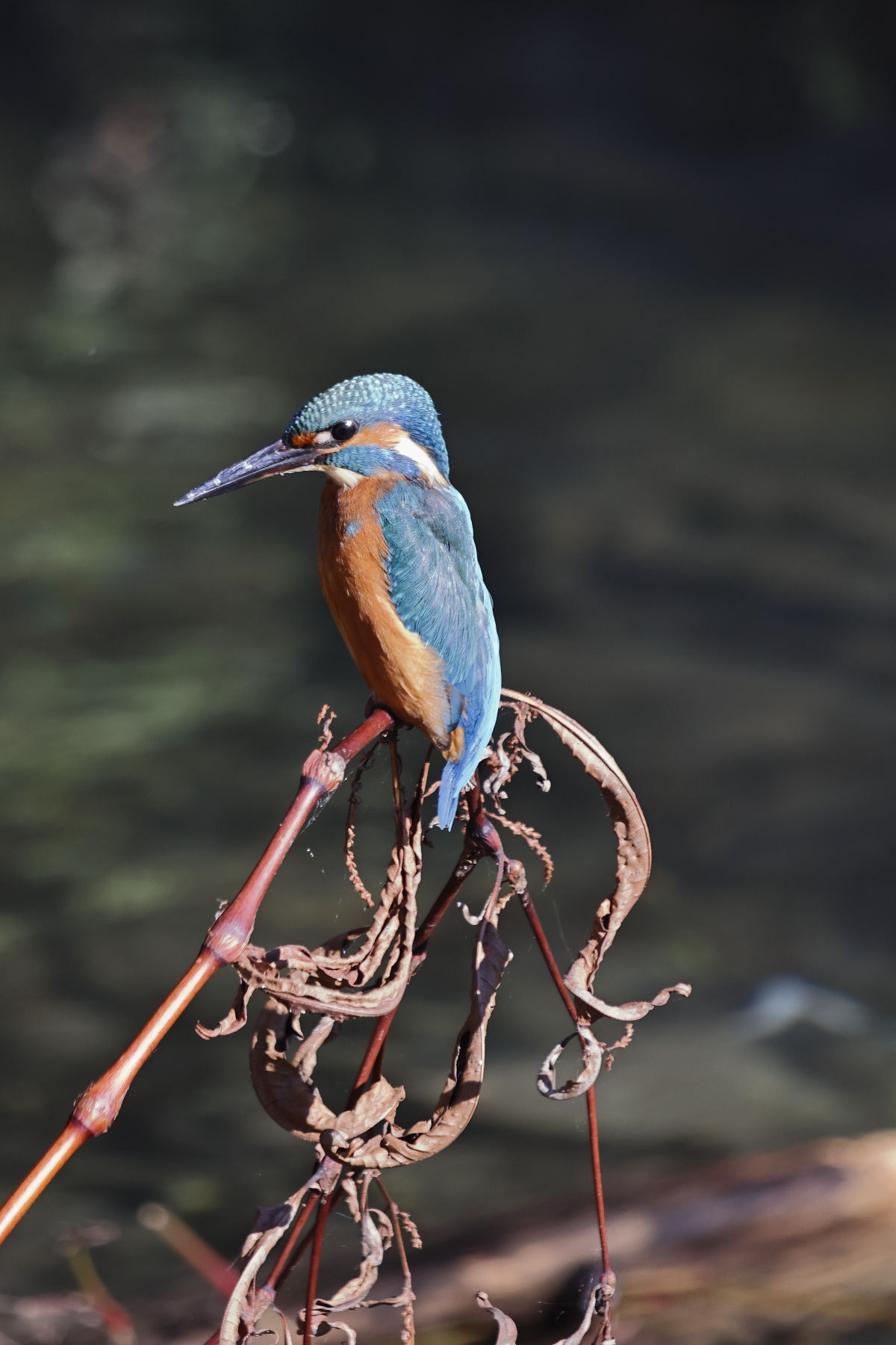 The kingfisher