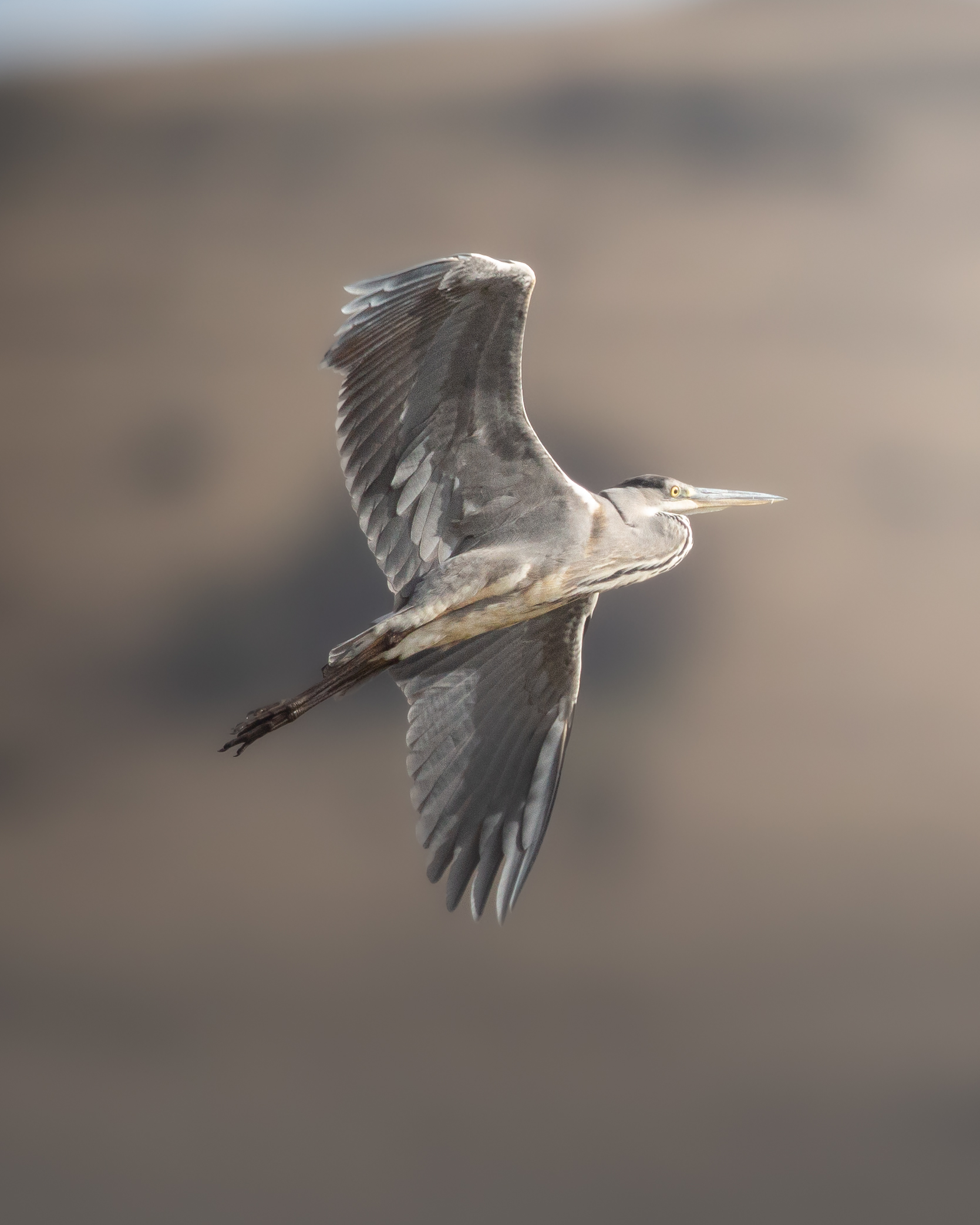 Il volo del cenerino