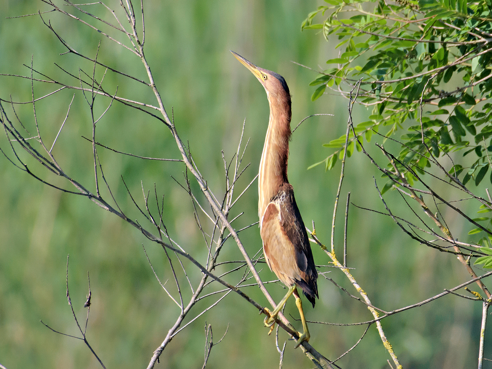 Little Bittern Setting.