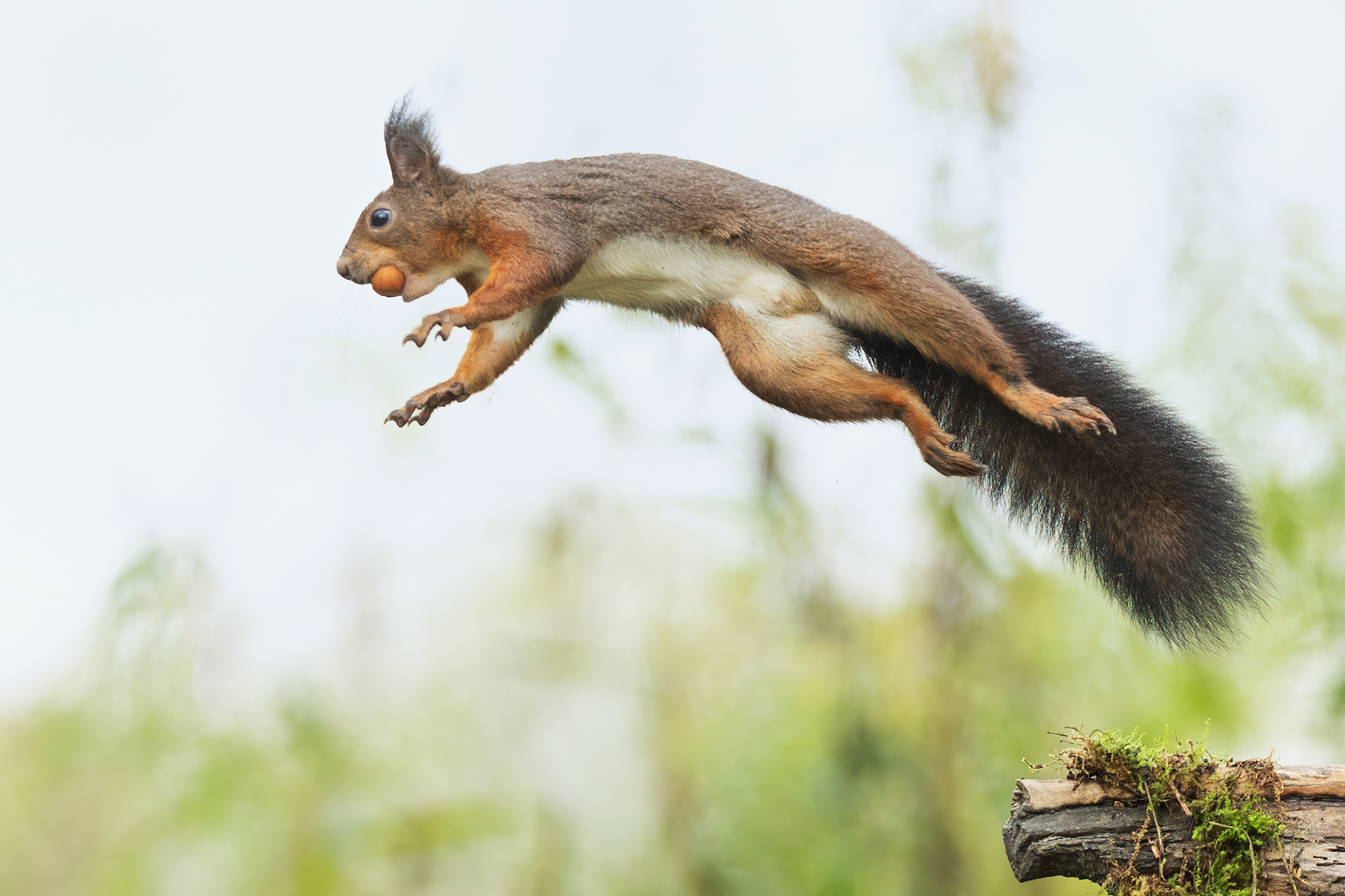 The goblin of the woods...