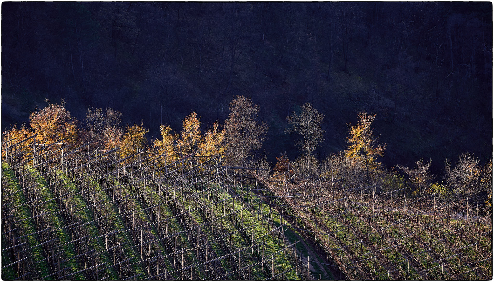 autumn glimpse in Faedo (TN)