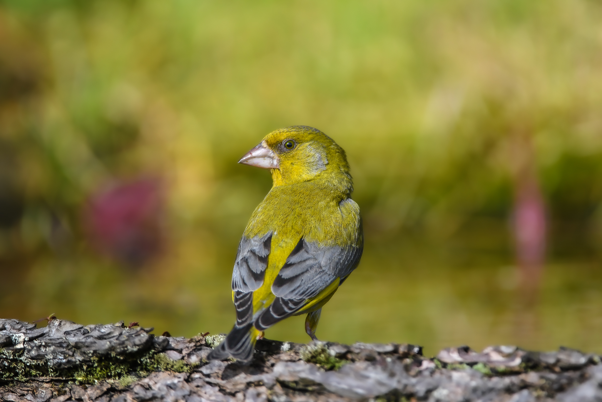 Although shrewd, Verdpne is calm and confident