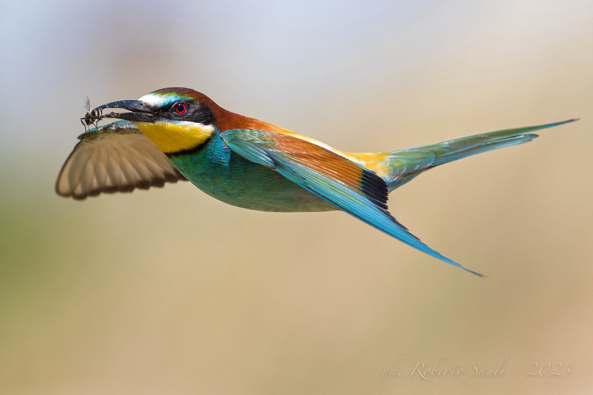 Gruccione (Merops apiaster)