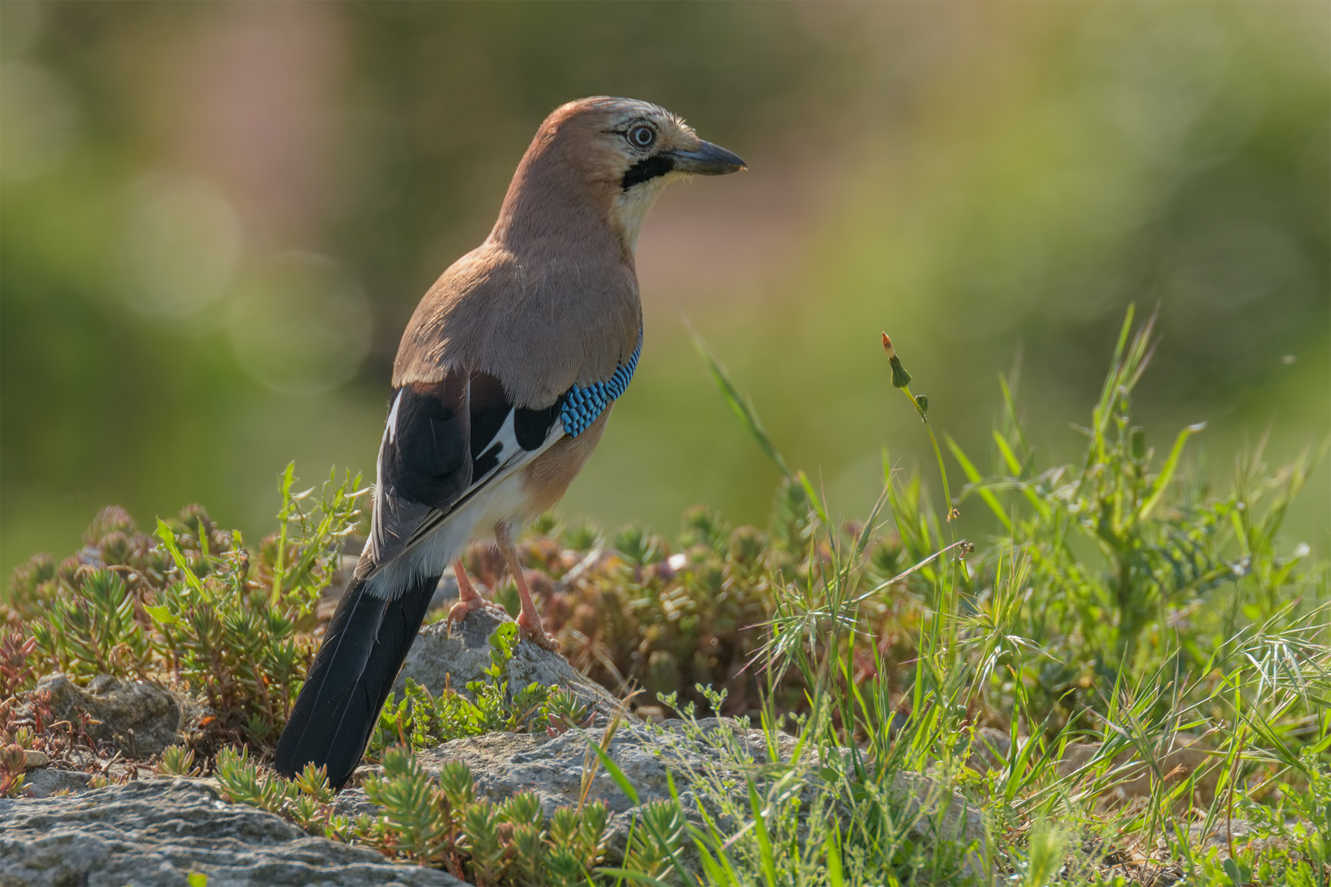 Ghiandaia di Bosco - Montemarcello
