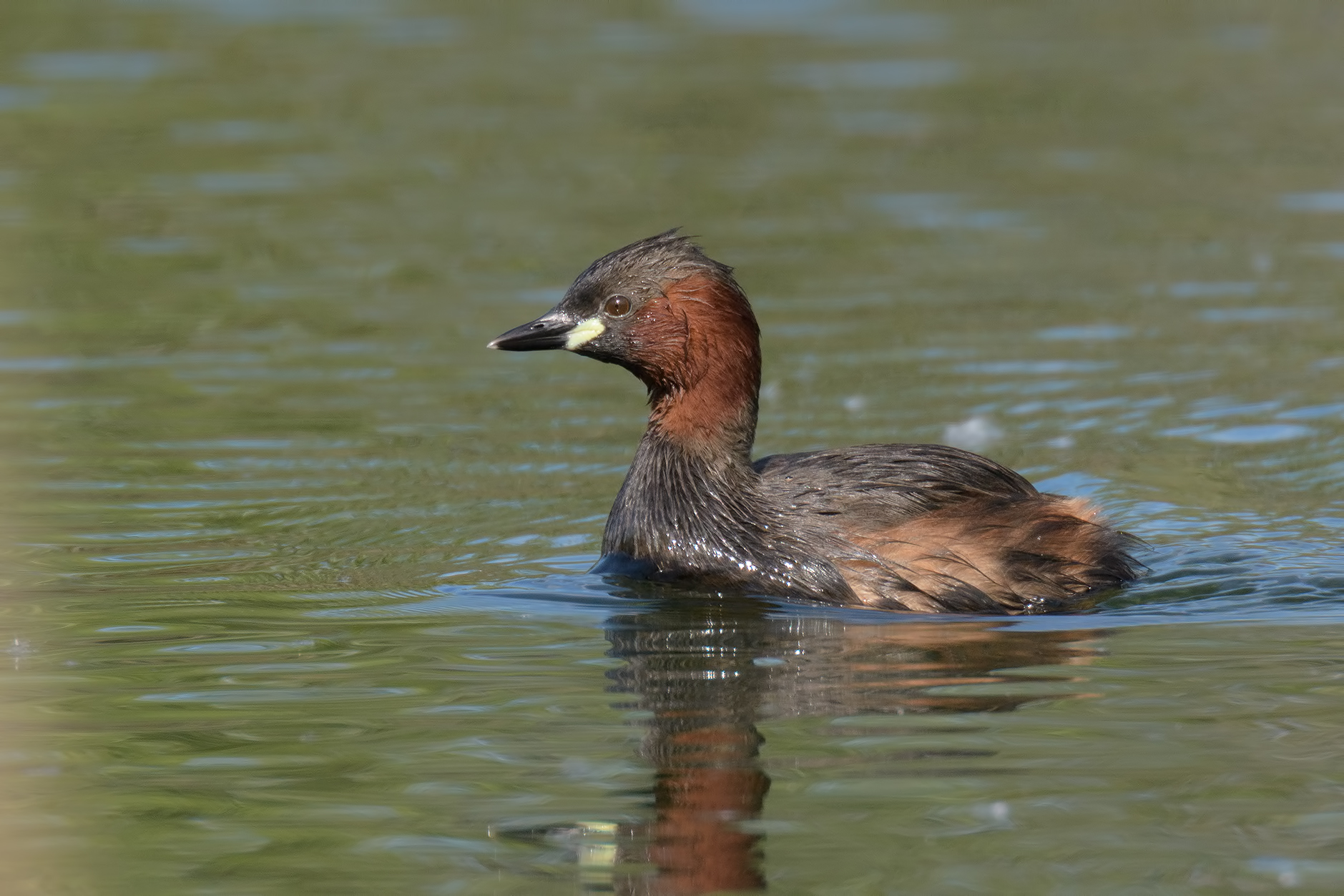 Little Grebe - Lago di Porta