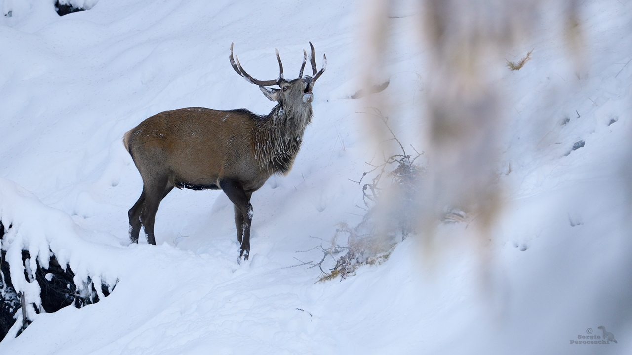 Bramito tardivo nella neve