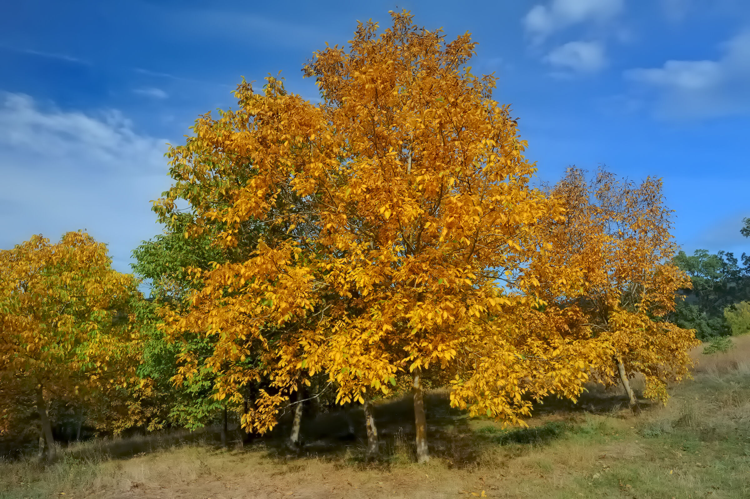 I colori dell' autunno