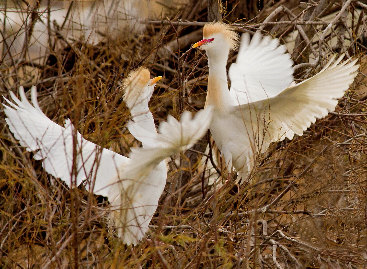 Guardabuoi  Territorio!!