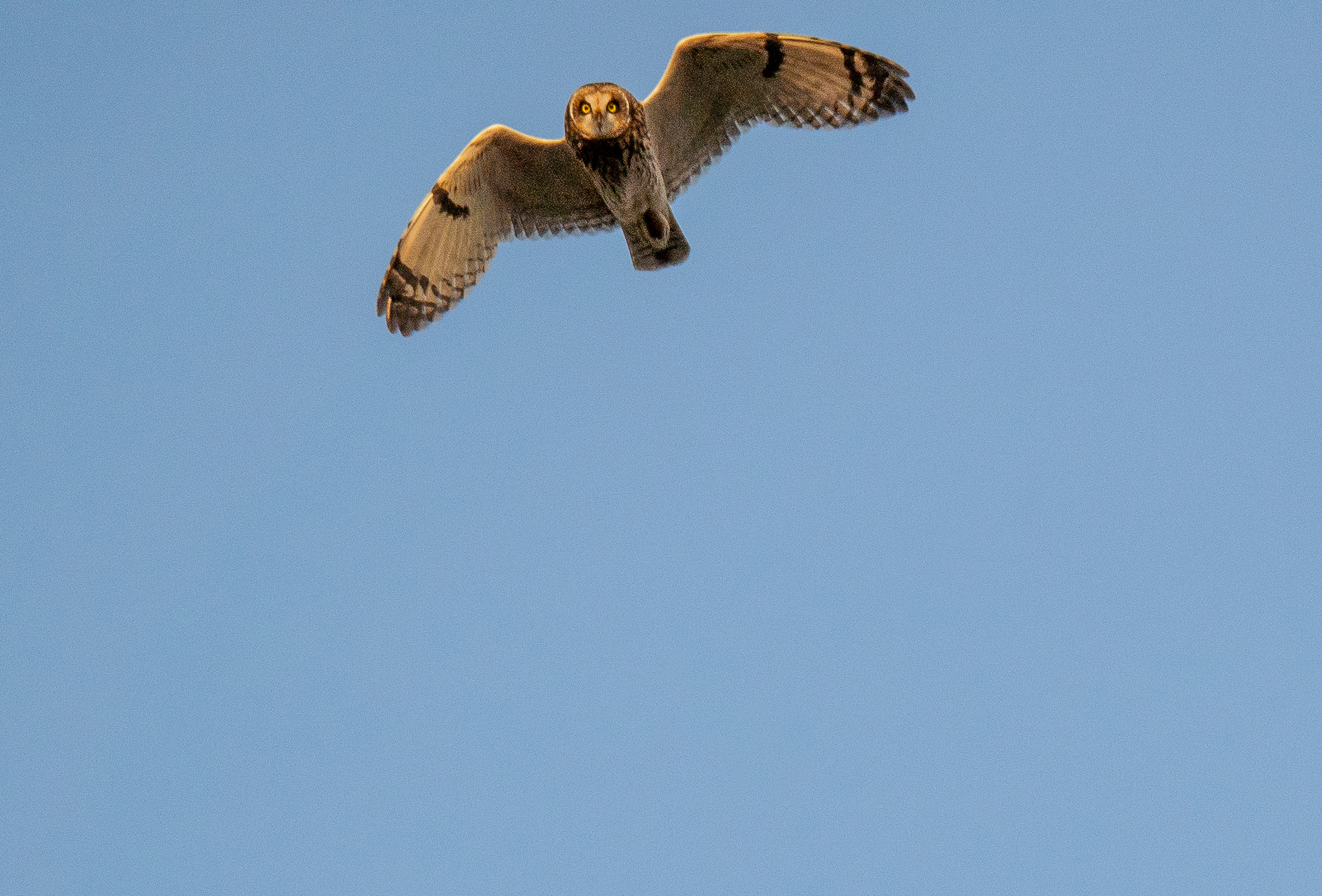 Short-eared Owl