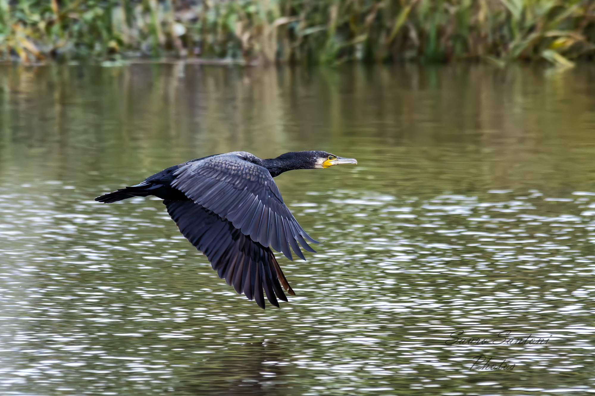 In volo...al volo...