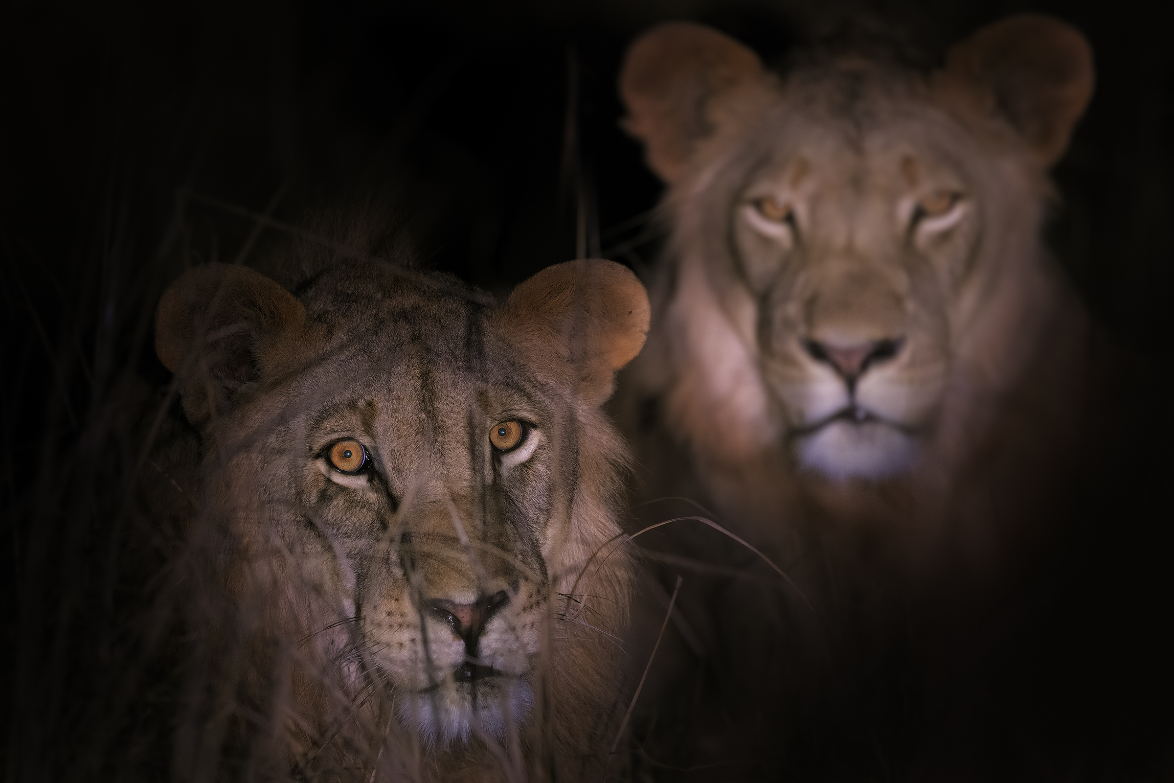 Brothers in the night