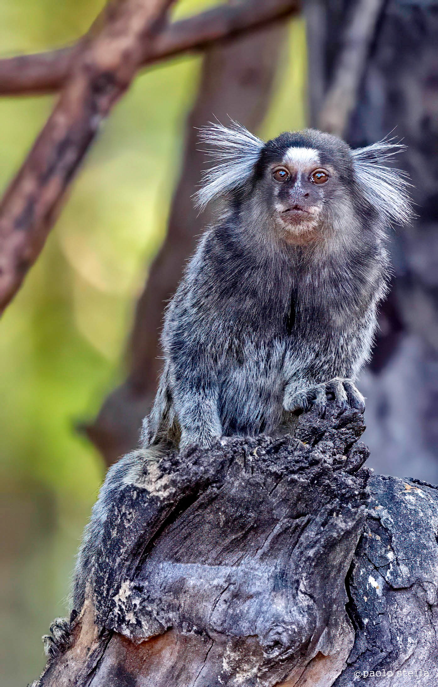 little marmoset