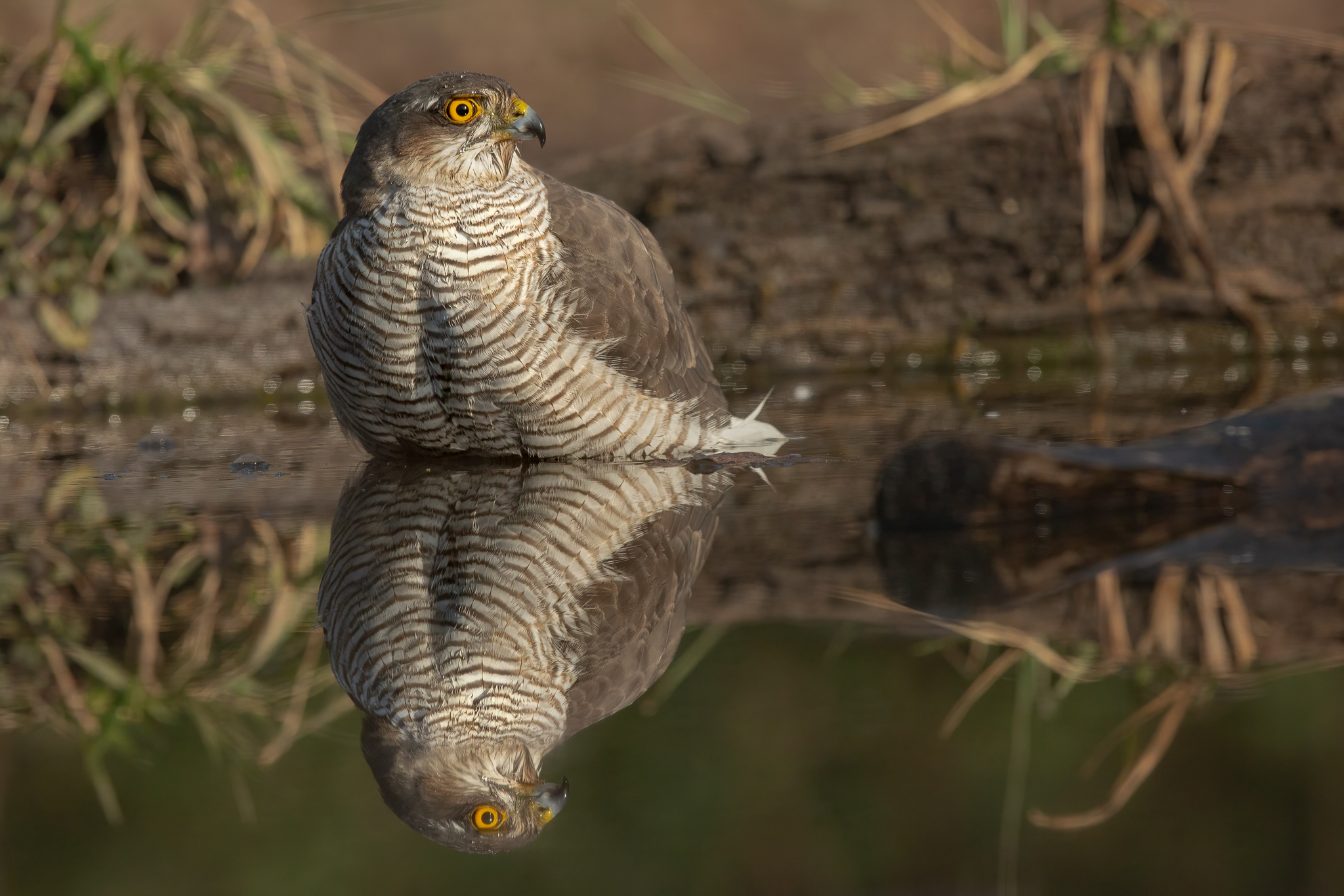Sparrowhawk