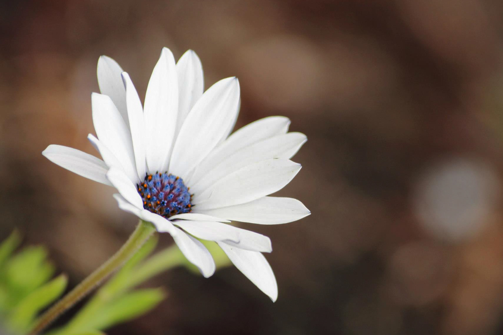 Dimorphotheca ecklonis