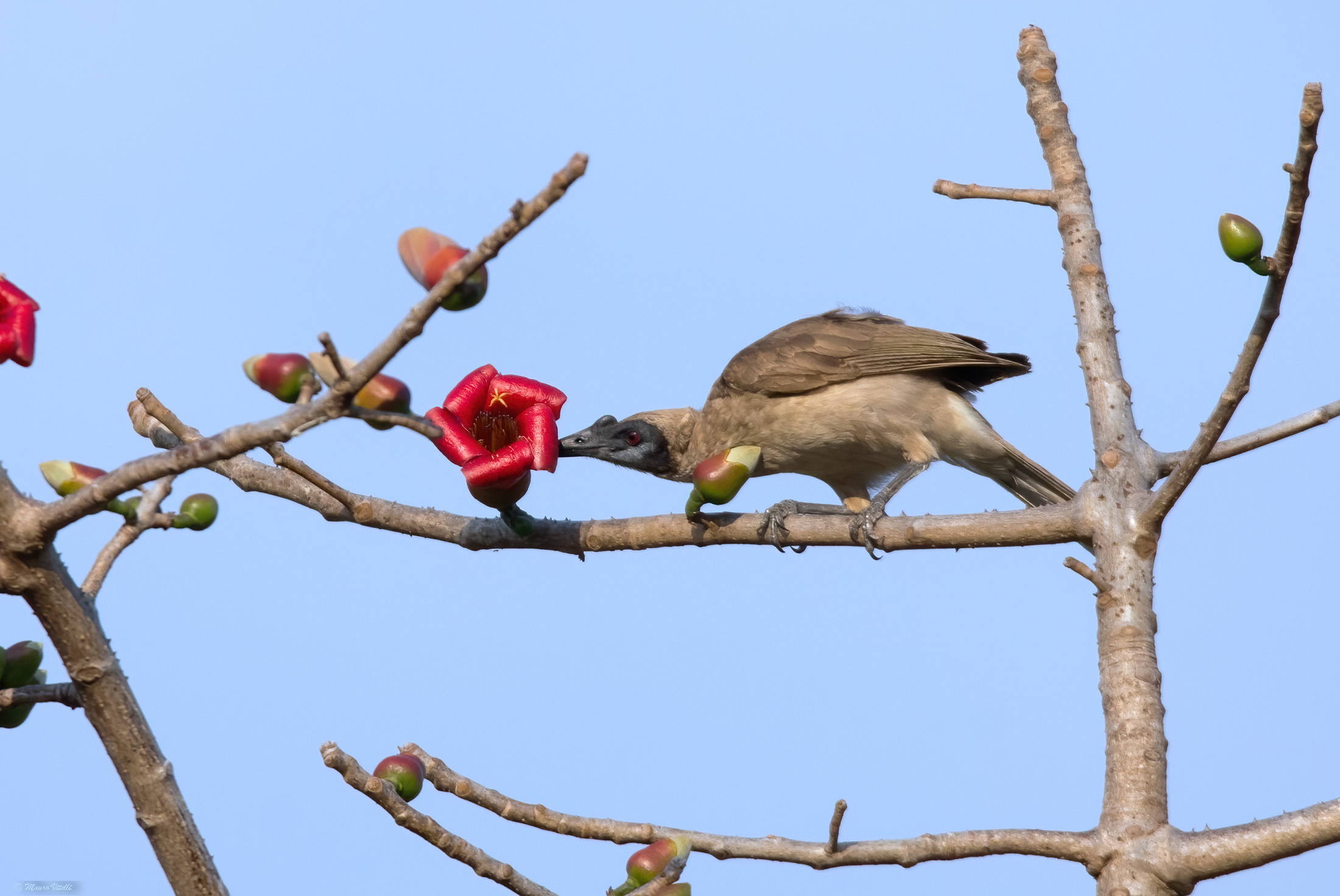 Frater bird (Philemon buceroides)