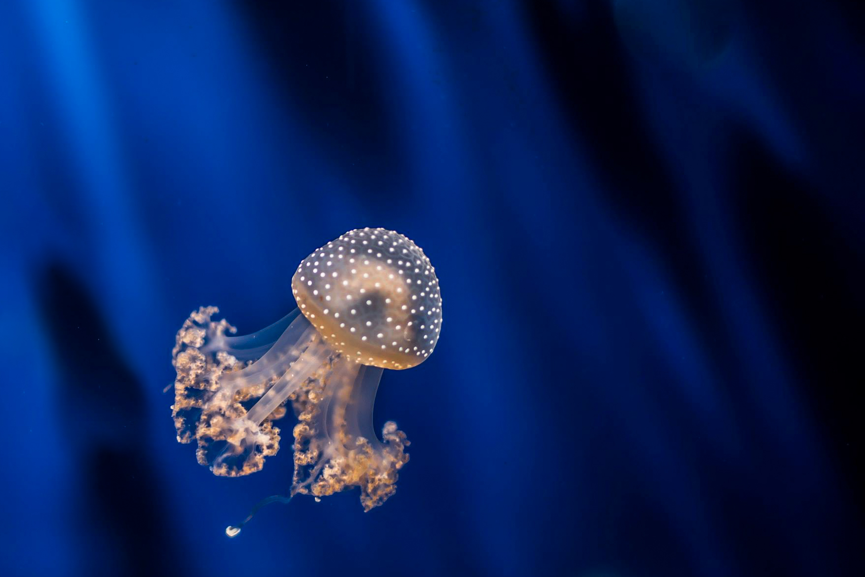 Phyllorhiza punctata