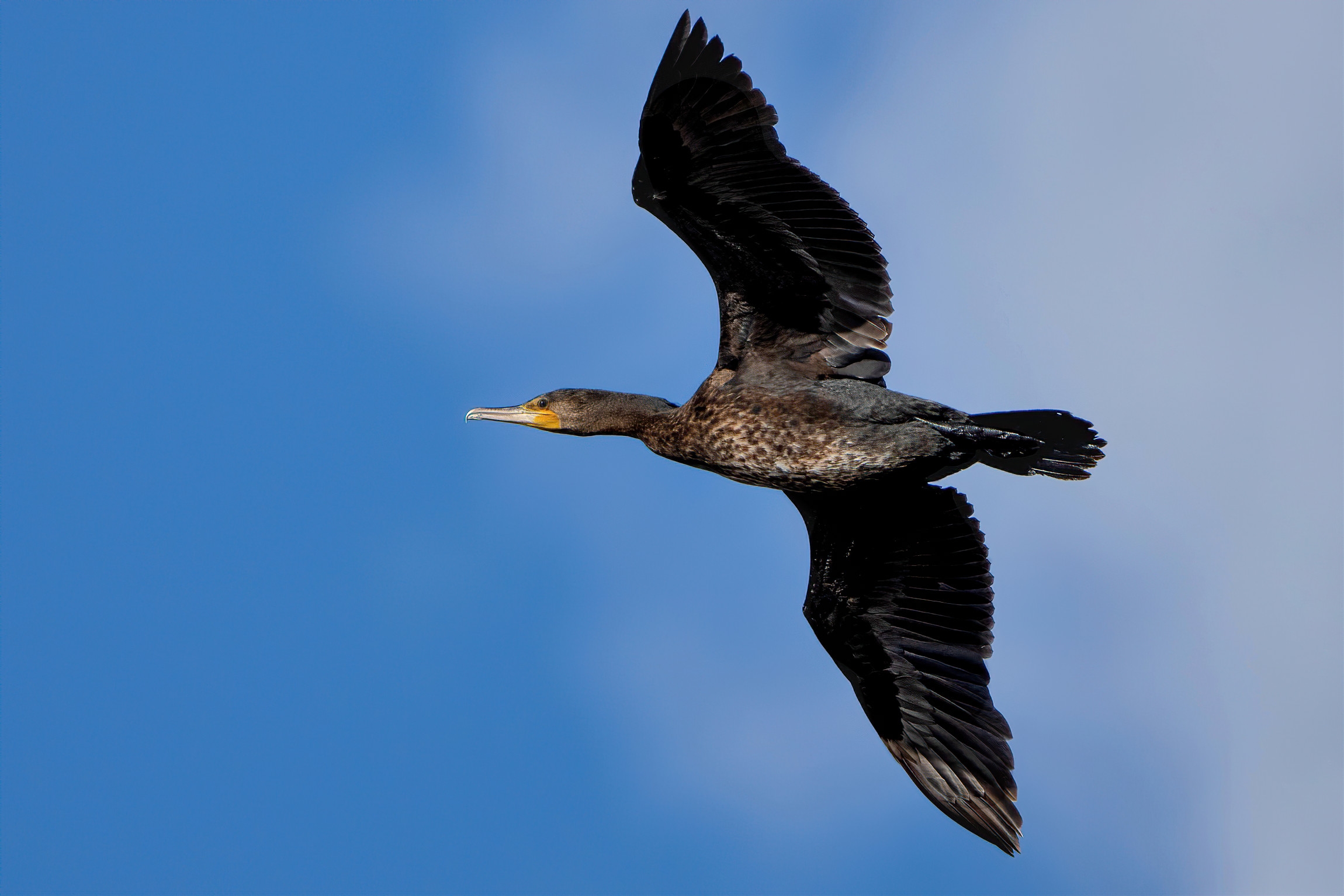 Cormorant (Phalacrocorax carbo)
