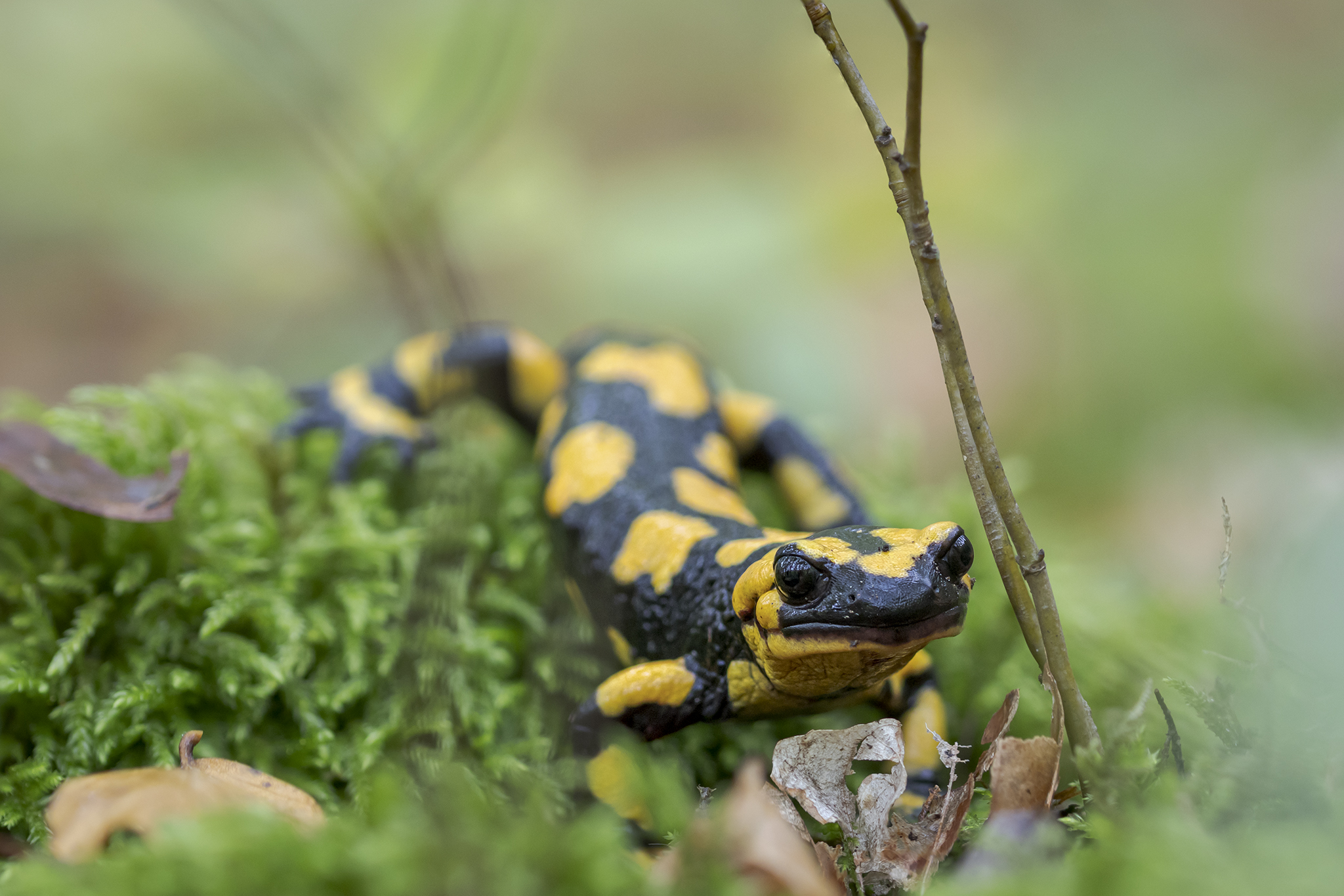 Salamandra appenninica