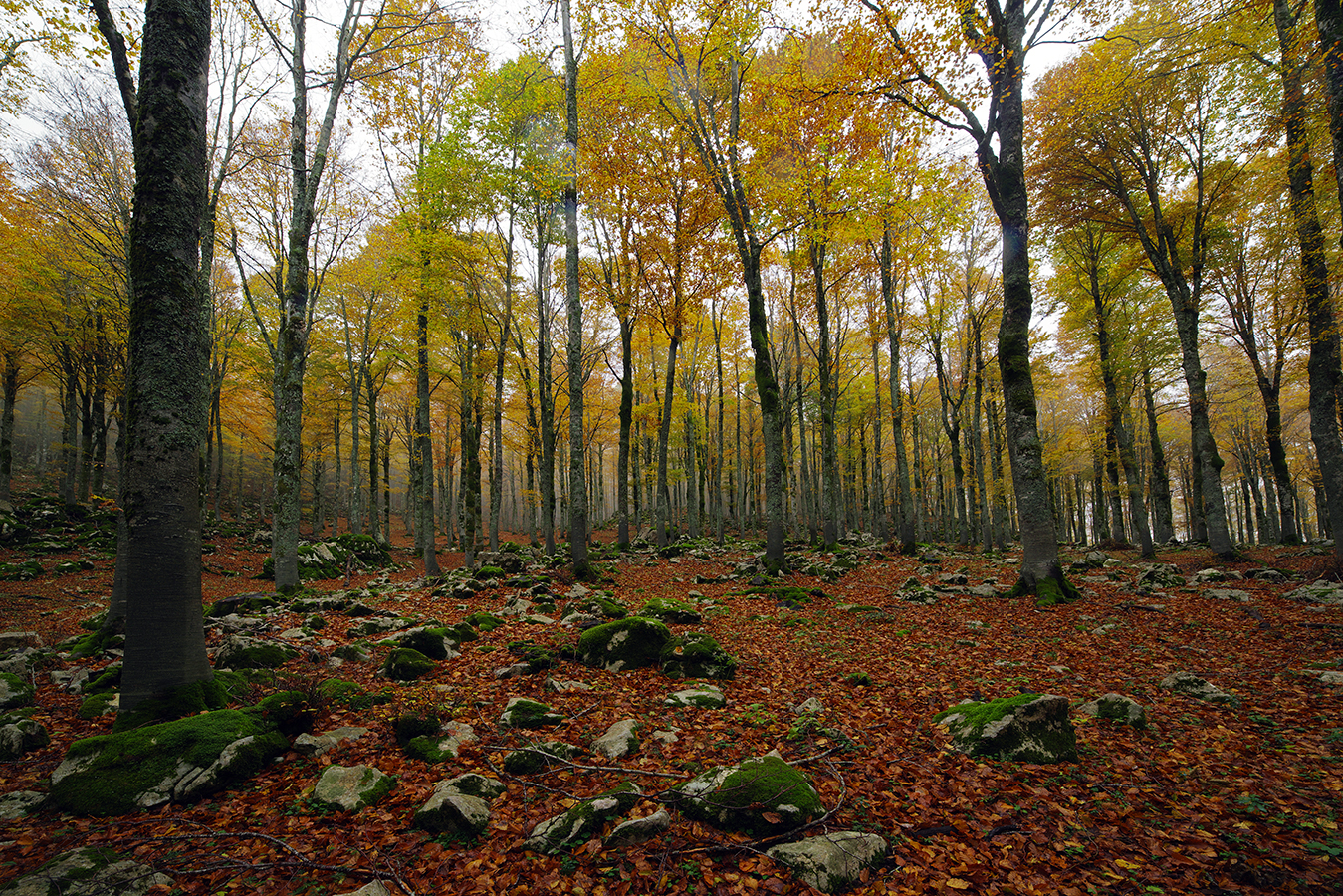 The beech forest