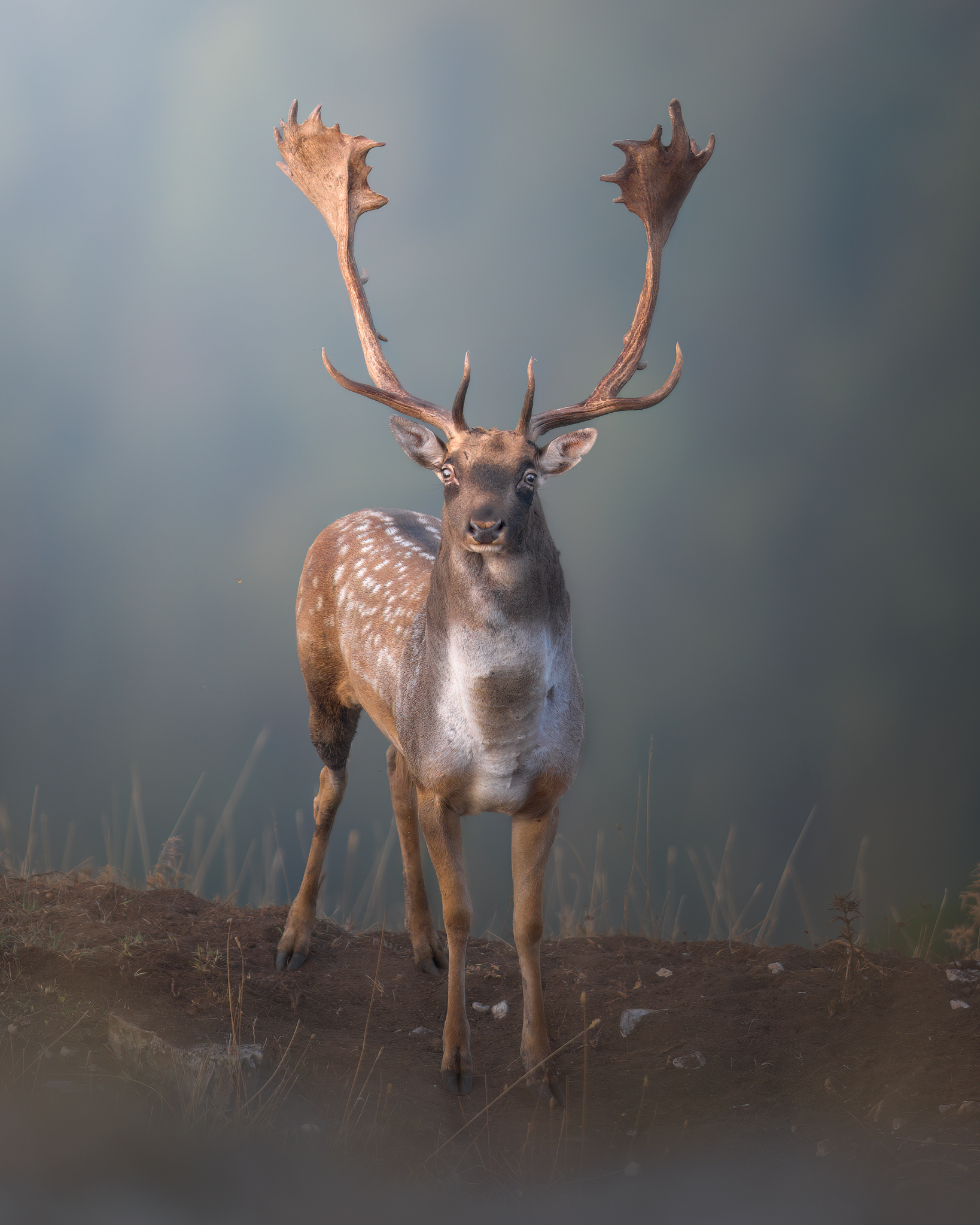 In the mating season: the fallow deer