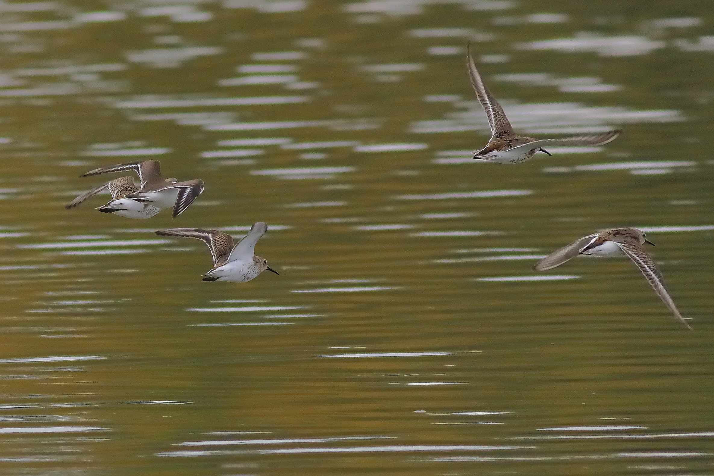 Piovanelli 17-09-2023