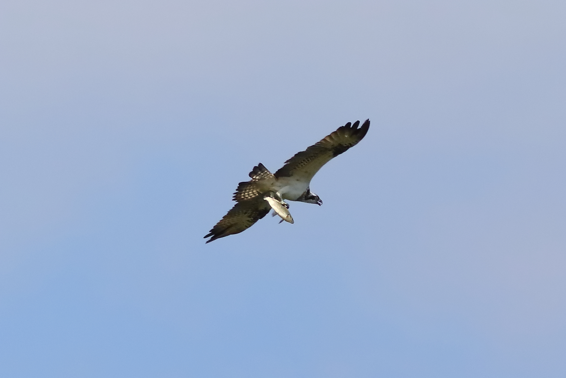 Osprey 01-09-2023