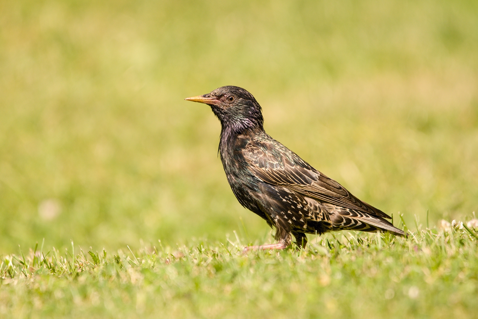 starling