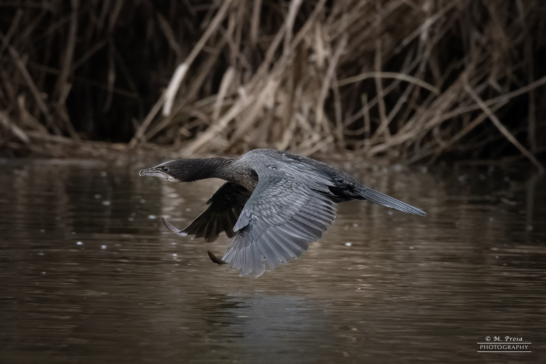 Cormorano in volo