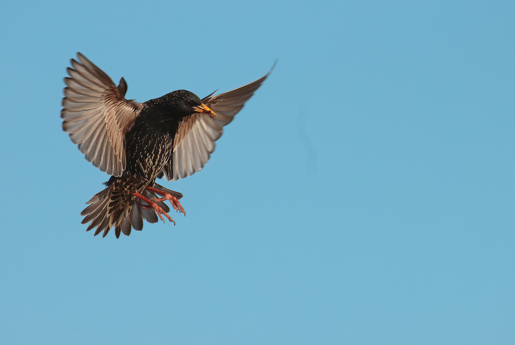 Starling