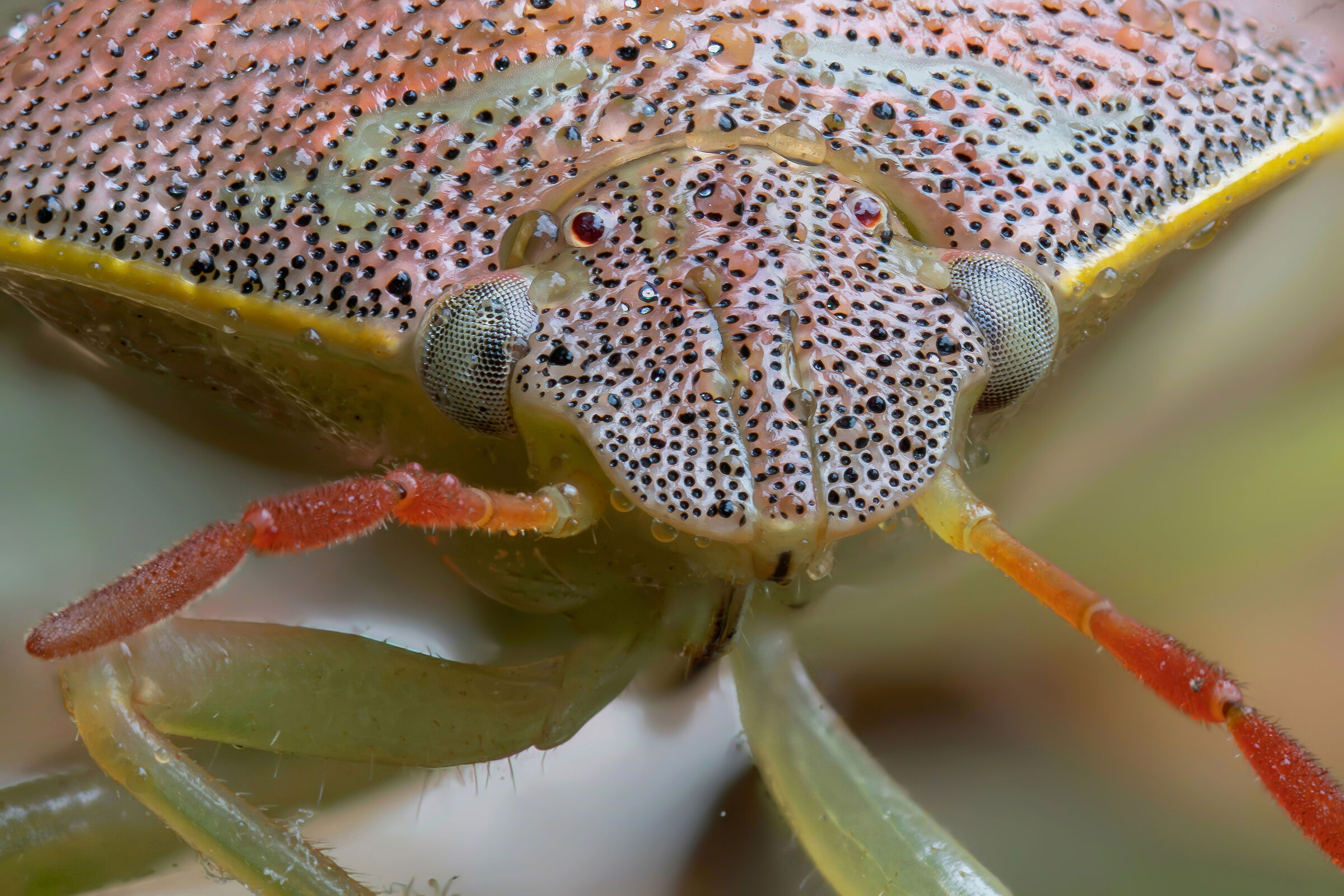 Piezodorus lituratus