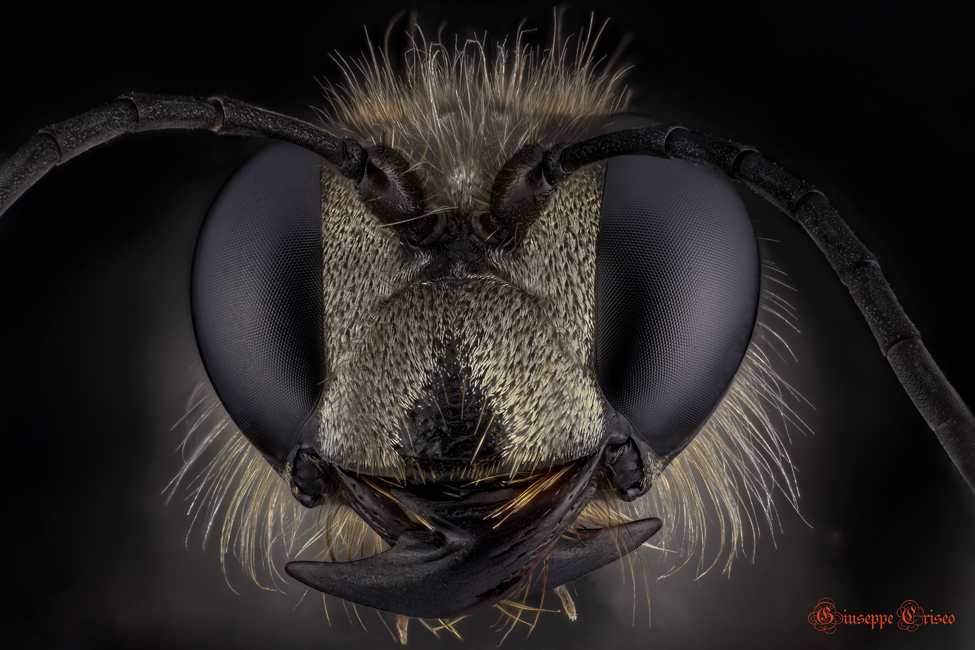 Sphex funerarius, Hymenoptera