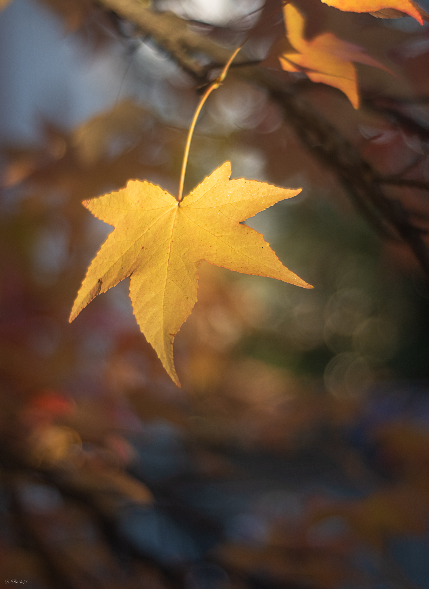 2 passi fra i colori d'autunno