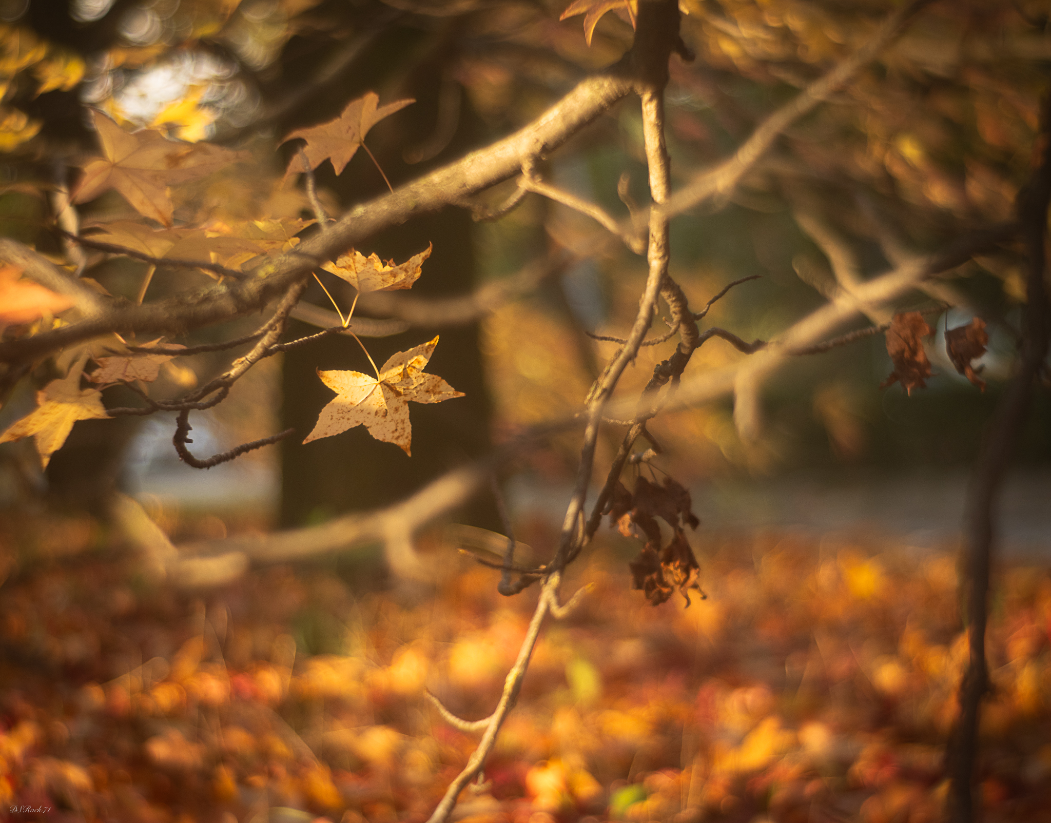 2 passi fra i colori d'autunno