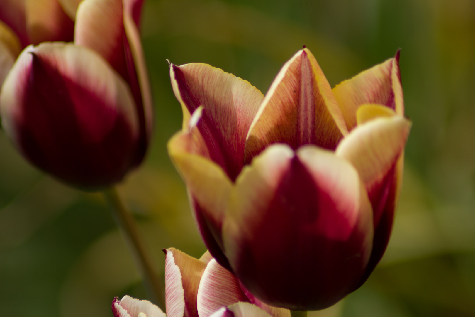 Tulip