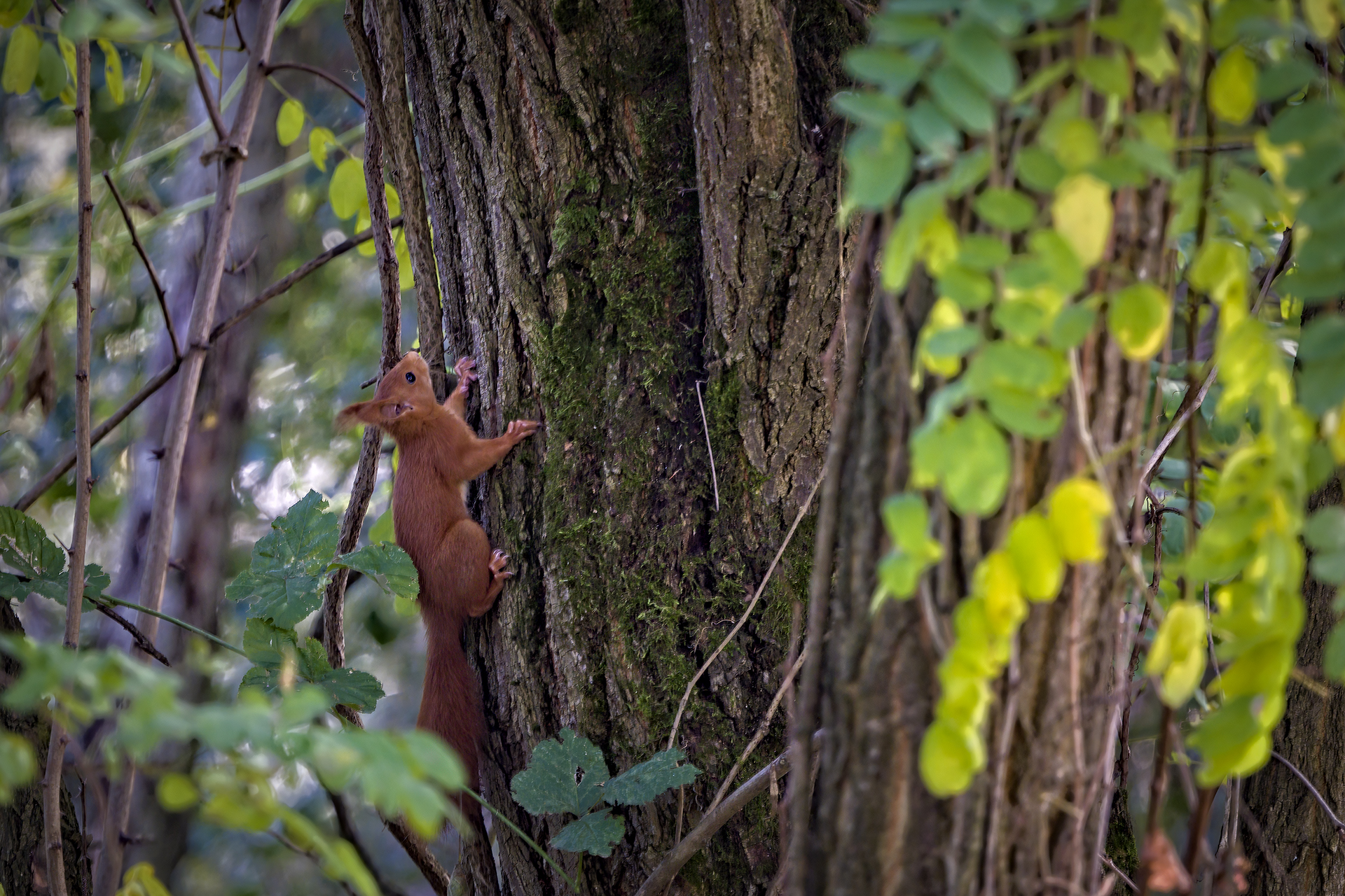 Red Squirrel