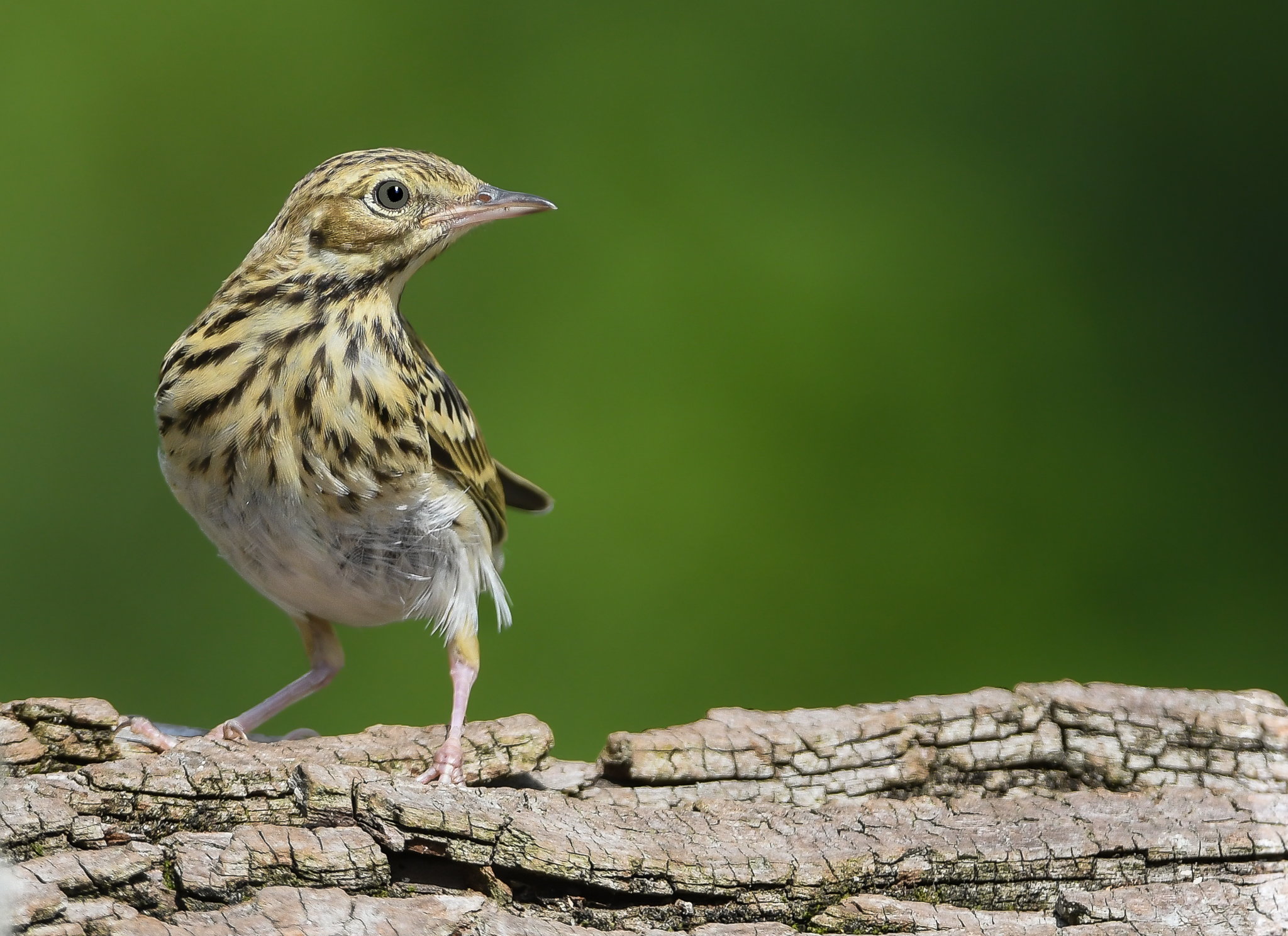 Solitario Prispolone