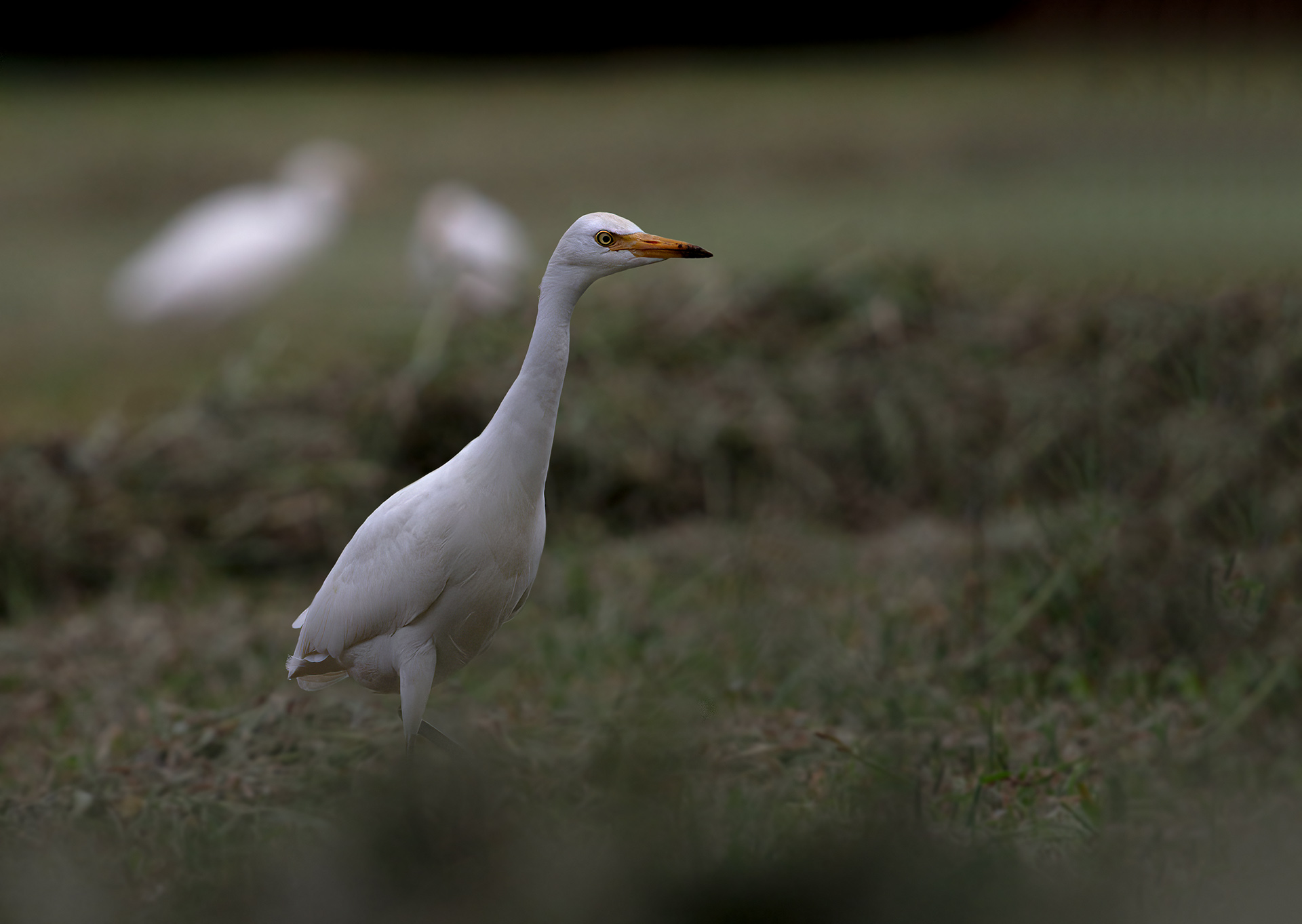 Airone guardabuoi (Bubulcus ibis)