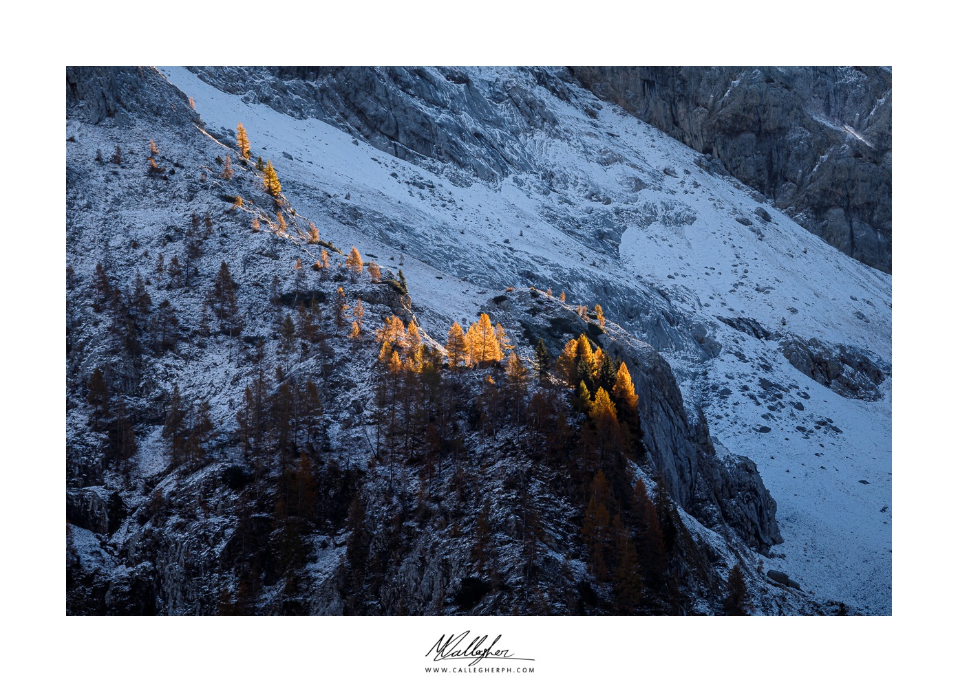 Light on the larches