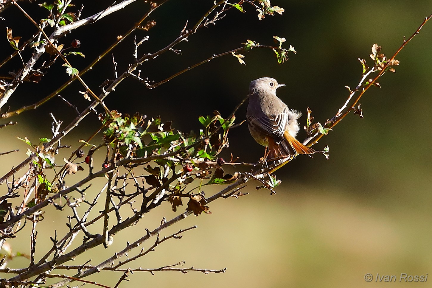Redstart